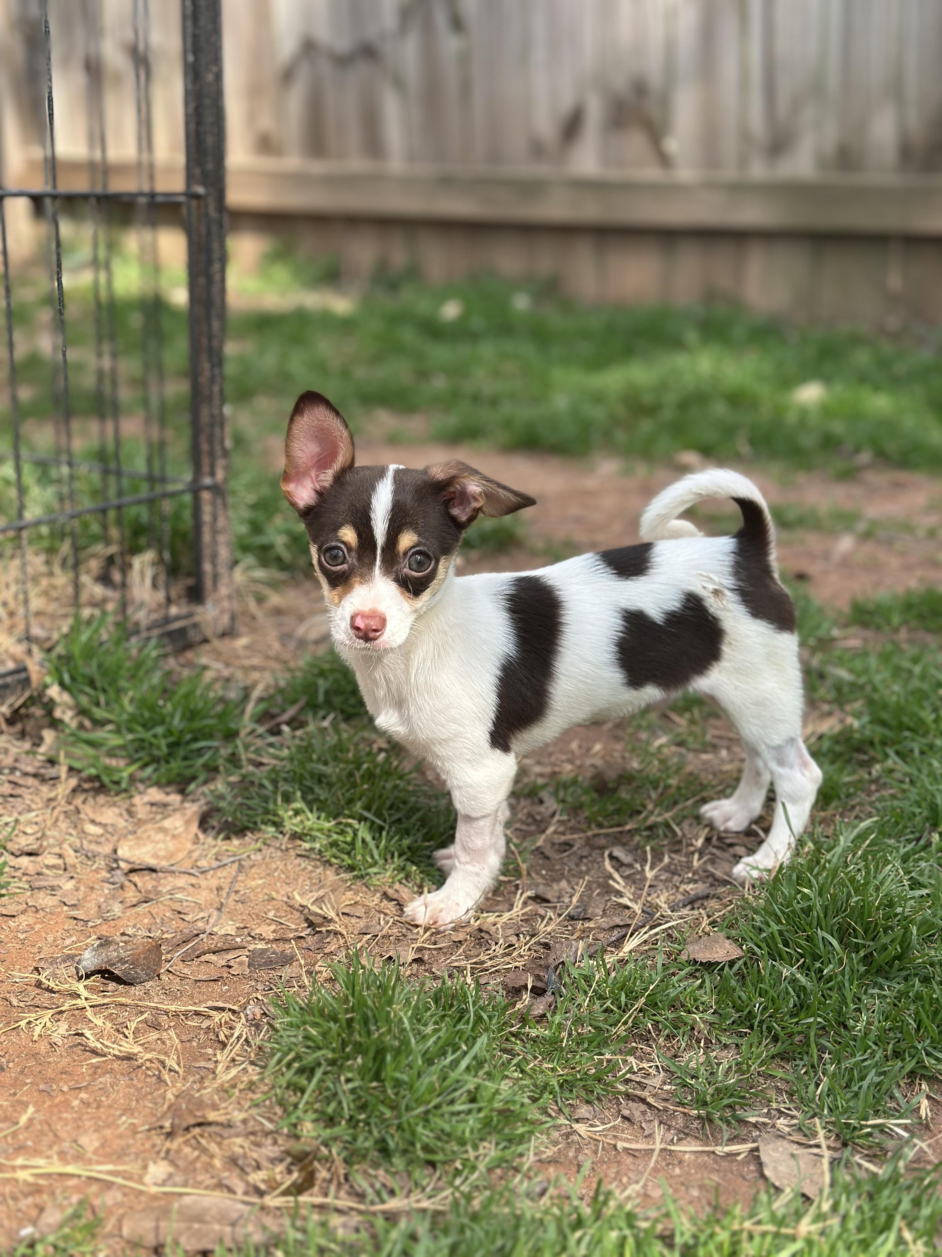 Marius, ADOPTABLE, Puppy Male Chihuahua.