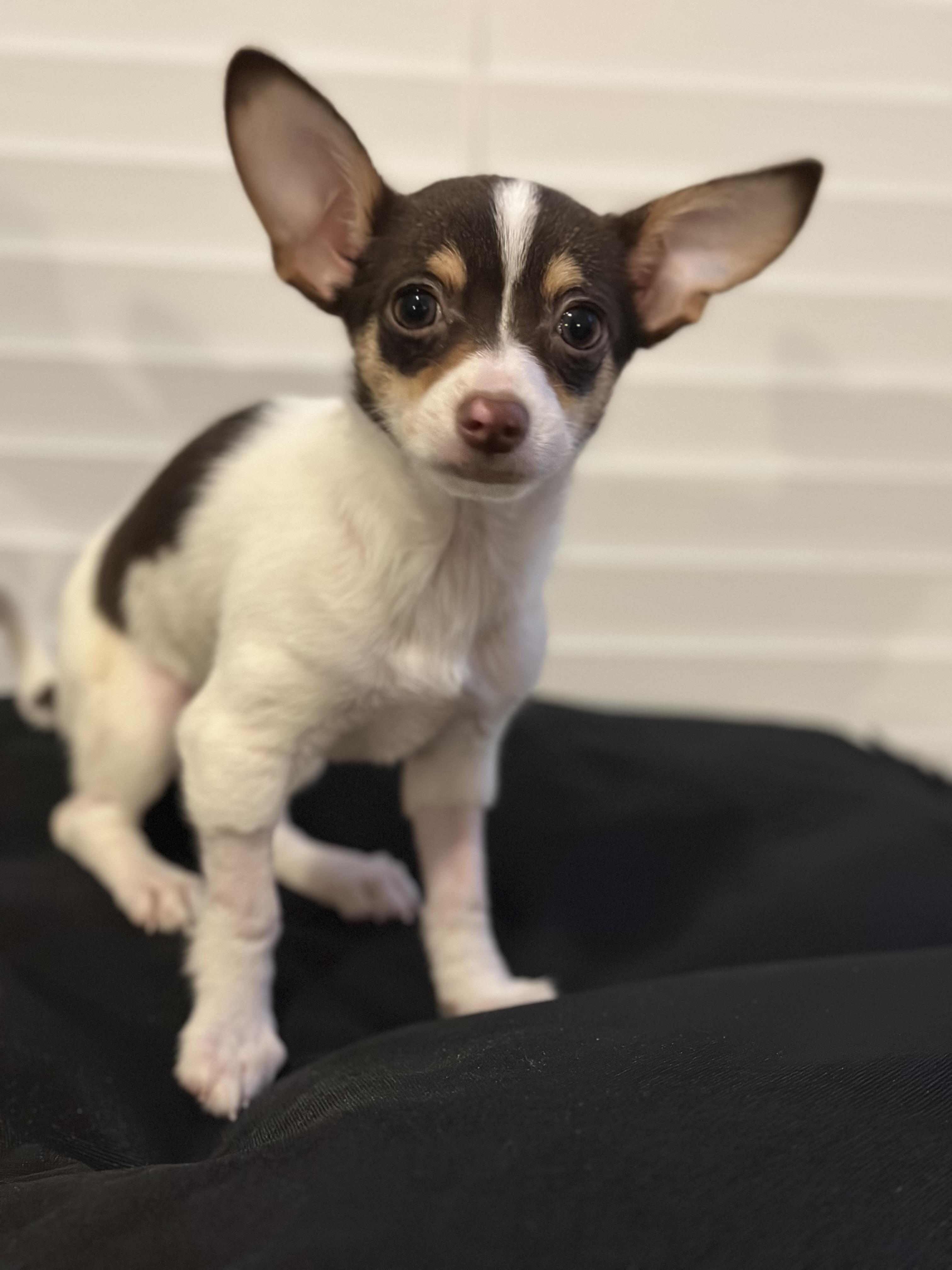 Marius, a ADOPTABLE mixed breed in Atlanta, GA image 4/4