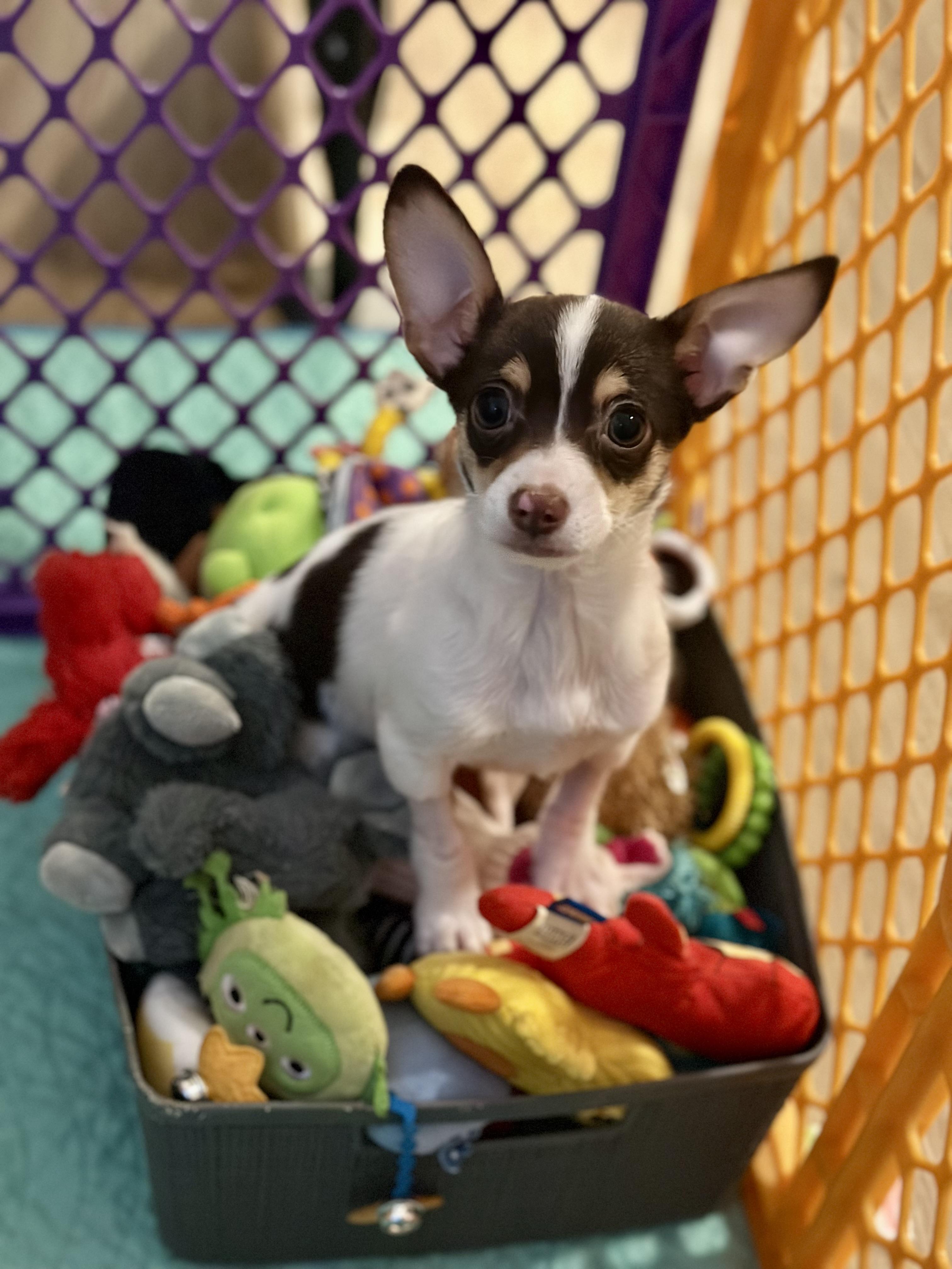 Marius, a ADOPTABLE mixed breed in Atlanta, GA image 3/4