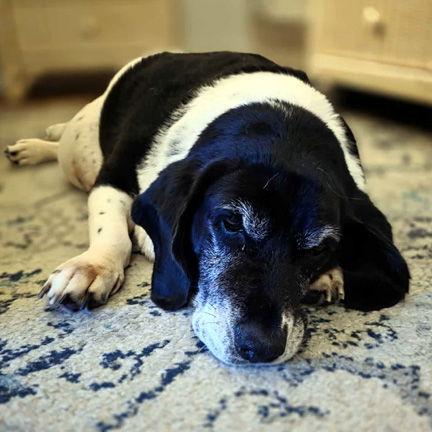Enlarge ELLIE C, a Adoptable Basset Hound in Mays Landing, NJ image 1/3