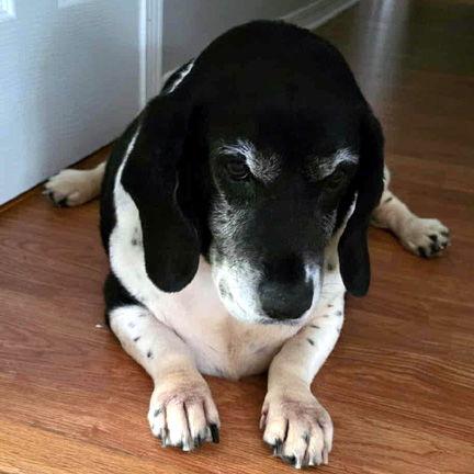 Enlarge ELLIE C, a Adoptable Basset Hound in Mays Landing, NJ image 3/3