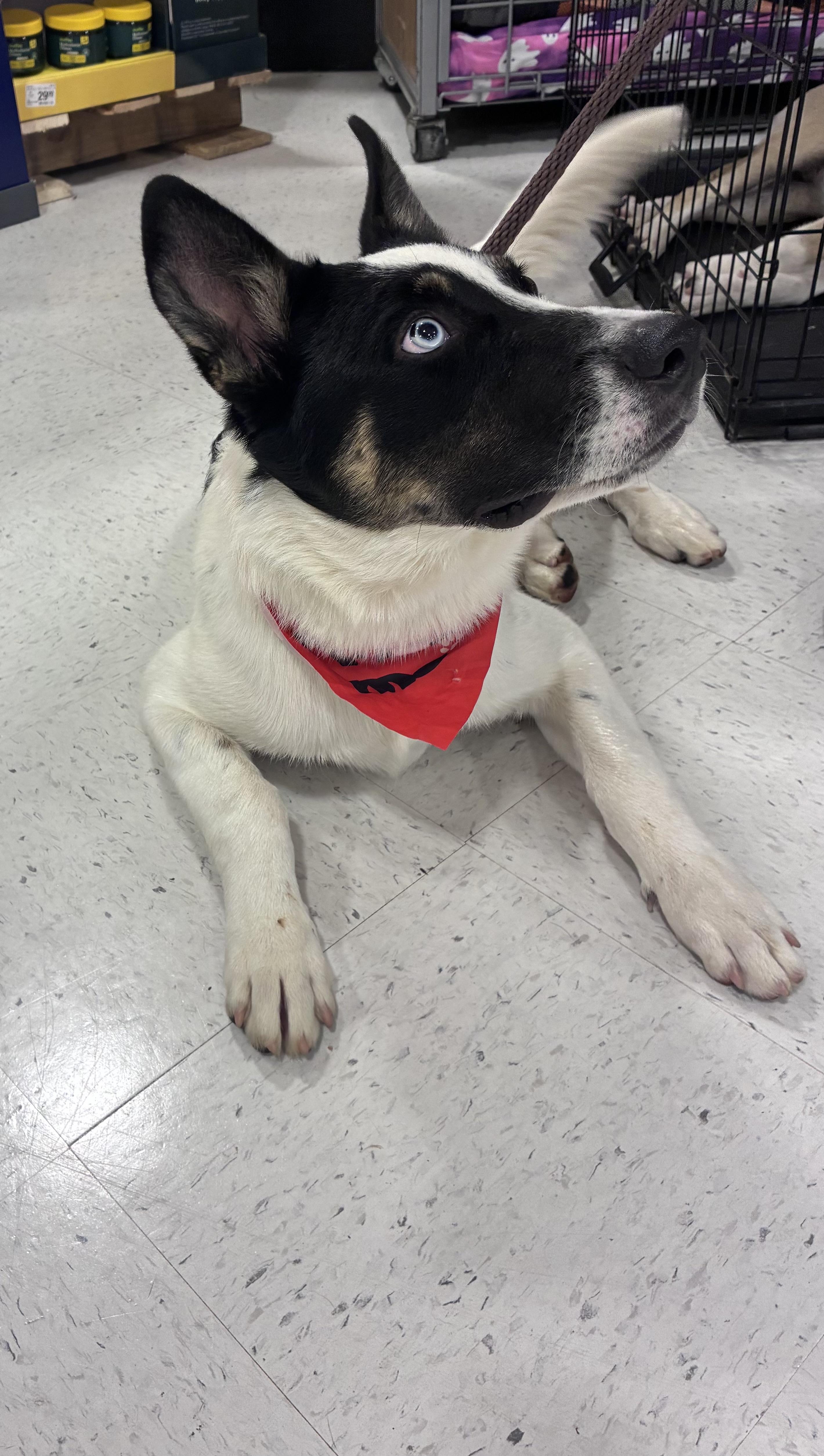 Milo, a ADOPTABLE mixed breed in Mobile, AL image 4/5