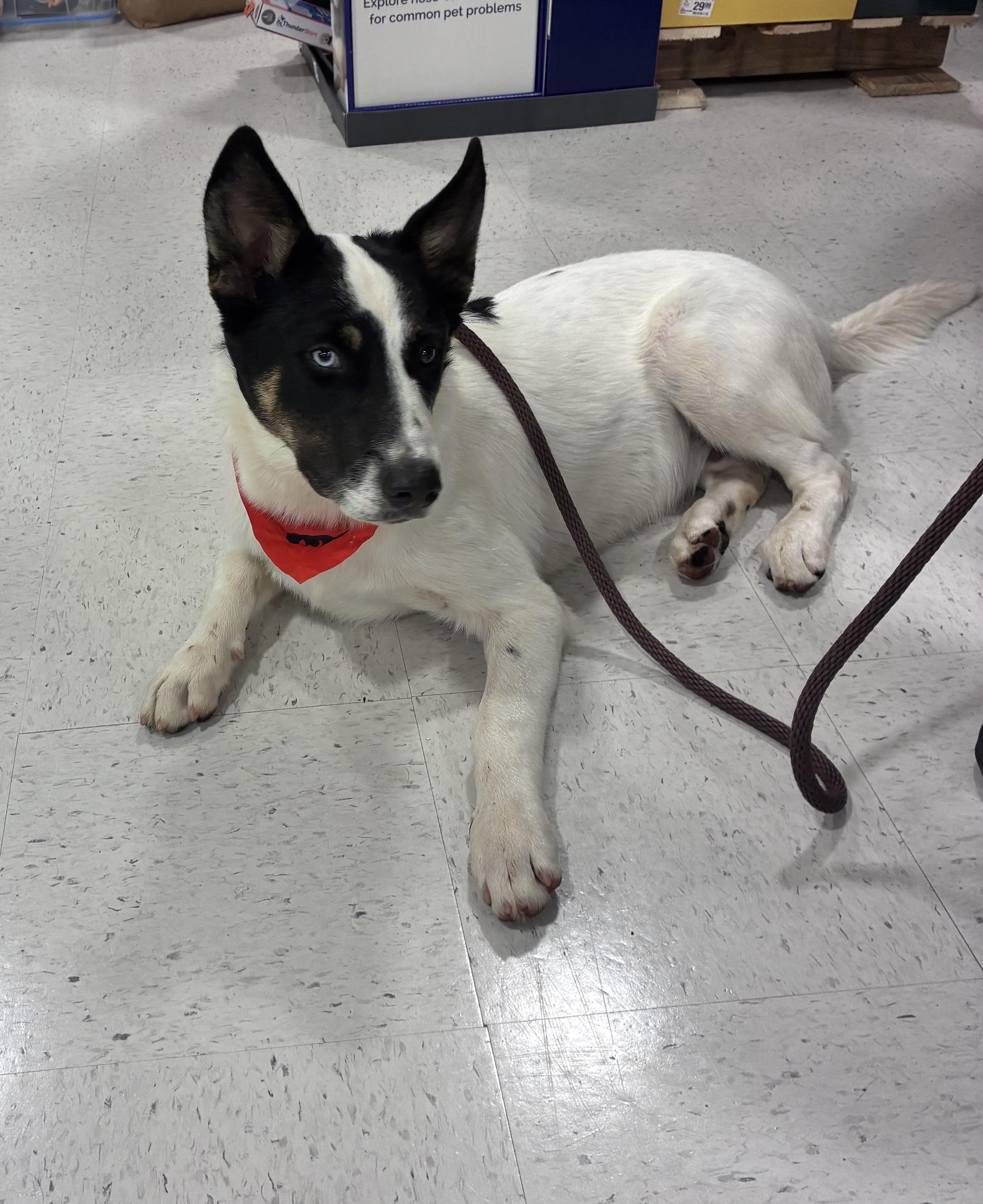 Milo, a ADOPTABLE mixed breed in Mobile, AL image 3/5