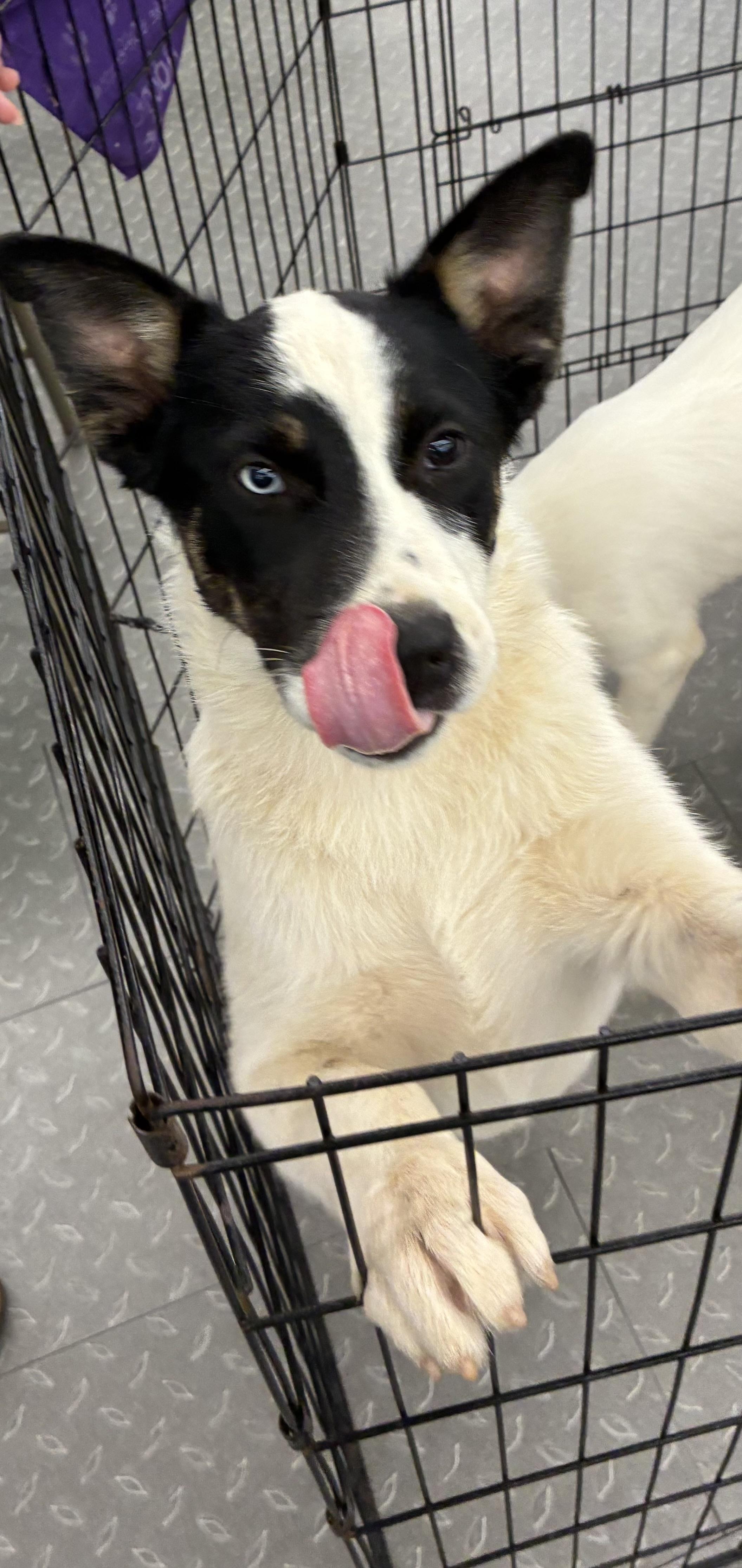 Milo, a ADOPTABLE mixed breed in Mobile, AL image 2/5