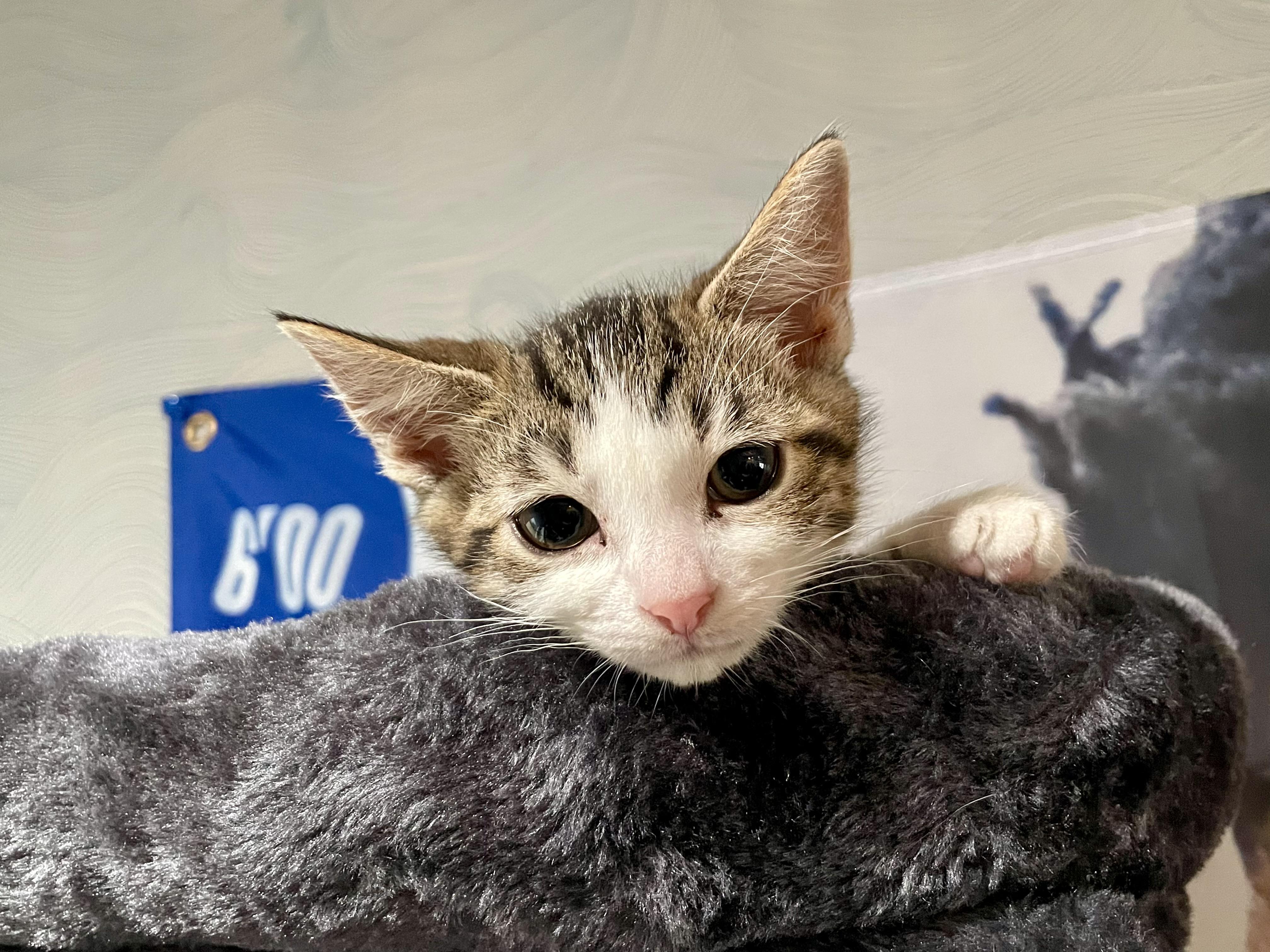 Enlarge Mochi, a ADOPTABLE Domestic Short Hair in Haddon Heights, NJ image 4/6
