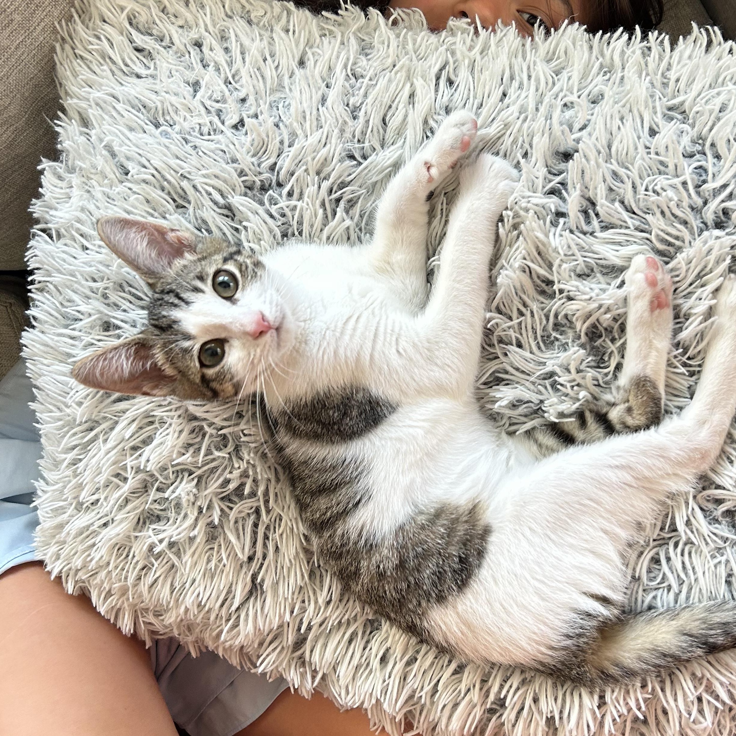 Enlarge Mochi, a ADOPTABLE Domestic Short Hair in Haddon Heights, NJ image 1/4