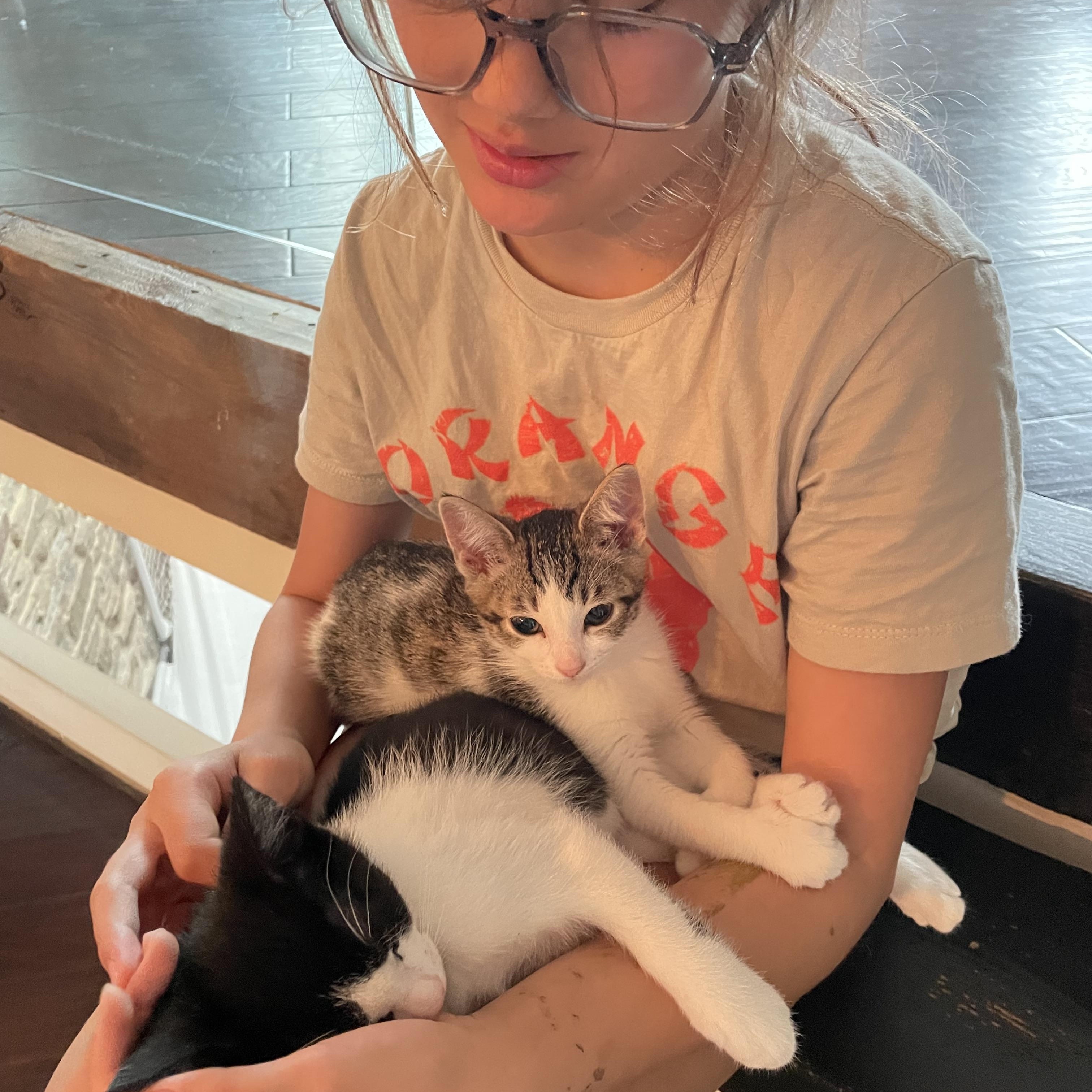 Enlarge Mochi, a ADOPTABLE Domestic Short Hair in Haddon Heights, NJ image 6/6