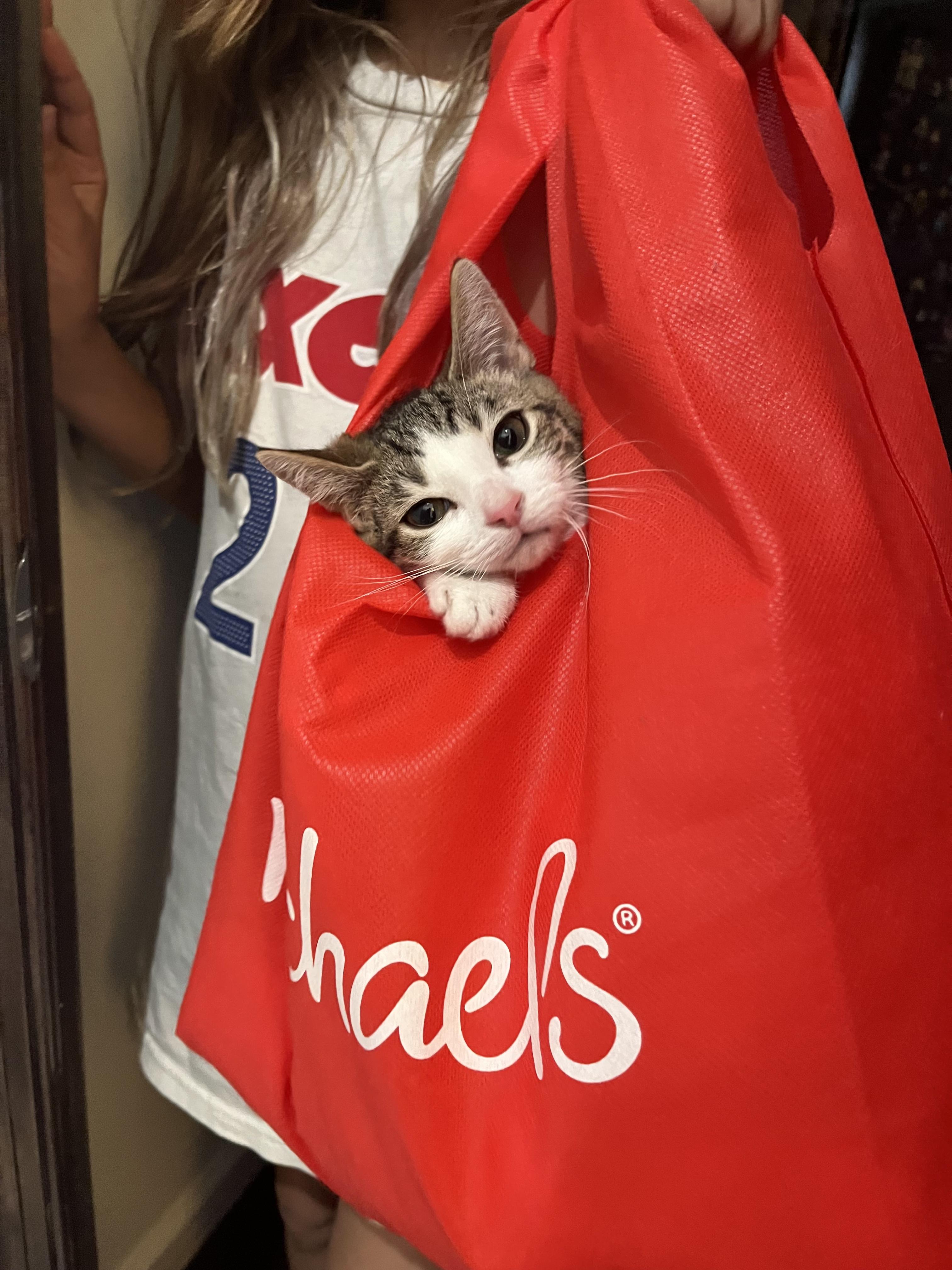 Enlarge Mochi, a ADOPTABLE Domestic Short Hair in Haddon Heights, NJ image 3/4