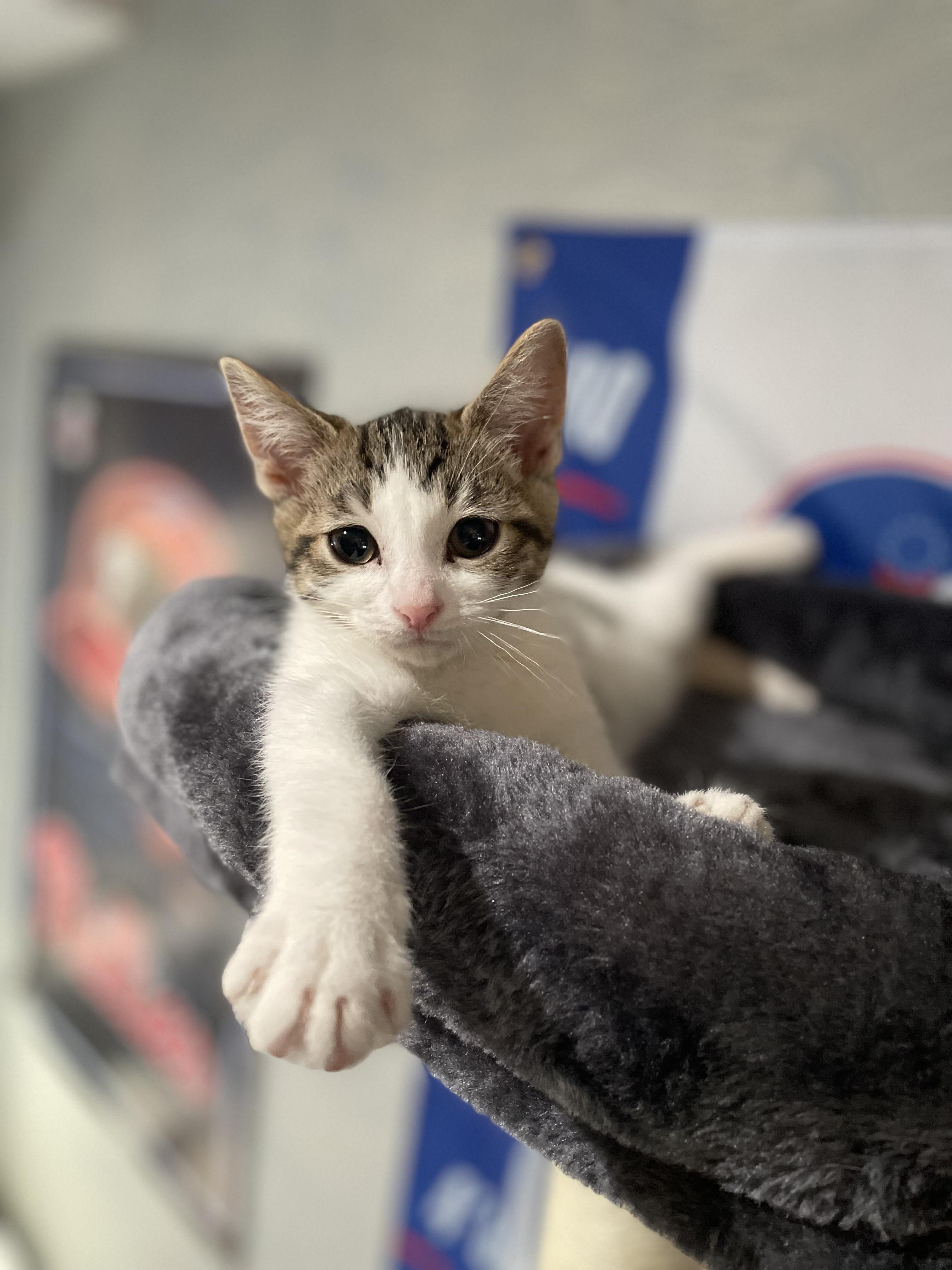 Enlarge Mochi, a ADOPTABLE Domestic Short Hair in Haddon Heights, NJ image 5/6