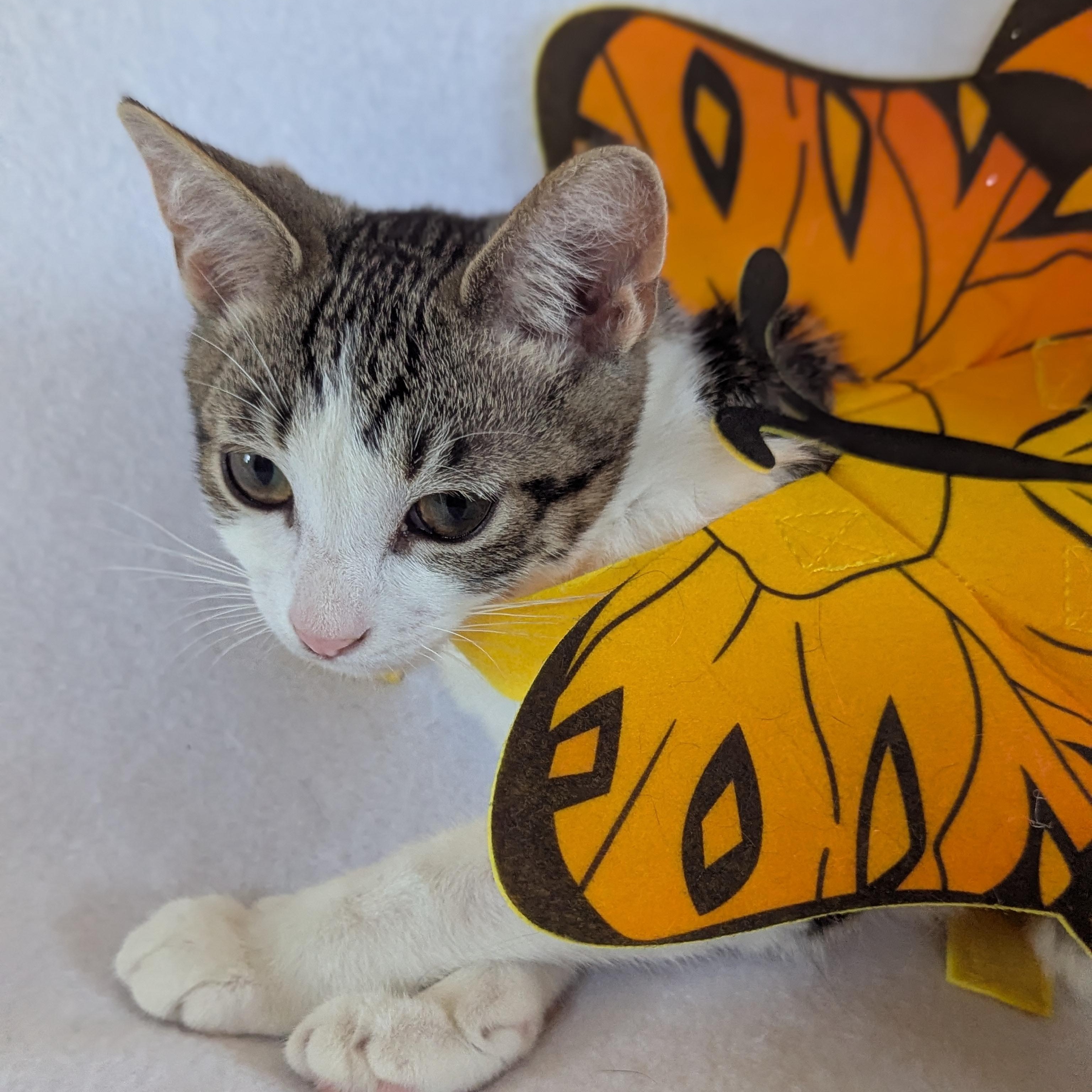 Enlarge Mochi (loves dogs), a ADOPTABLE Domestic Short Hair in Haddon Heights, NJ image 2/6