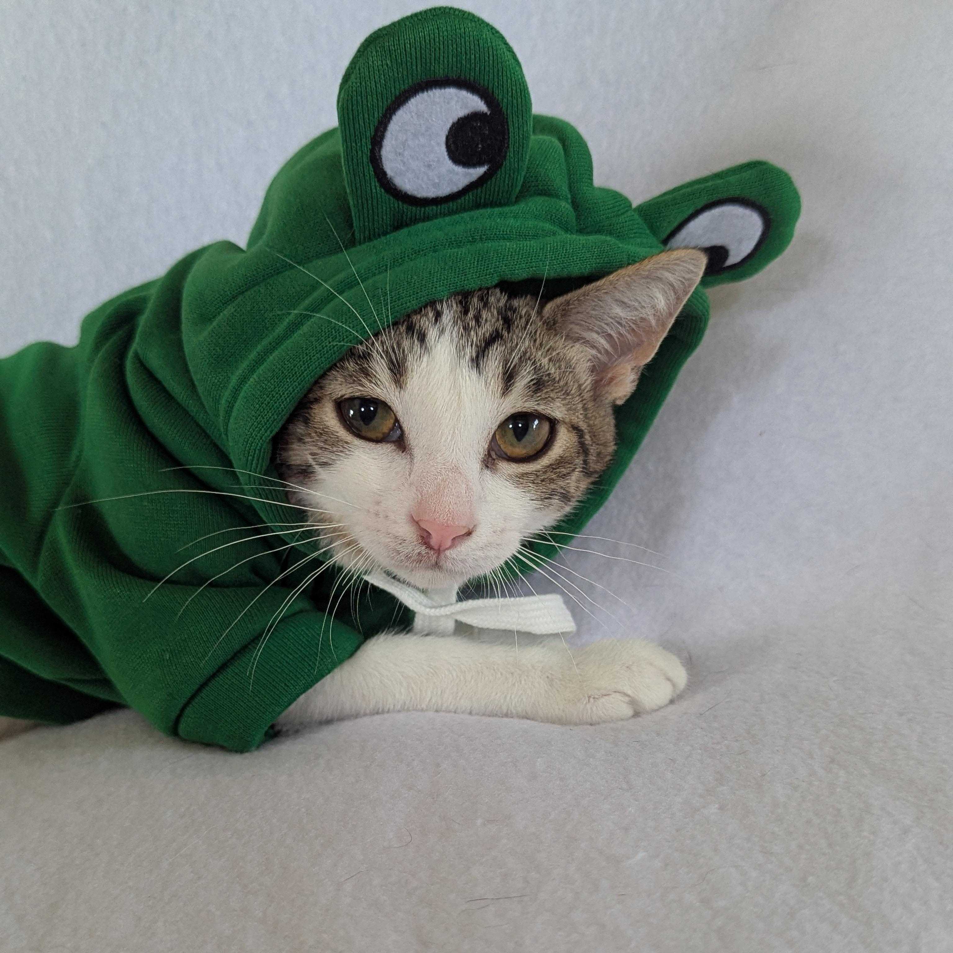Mochi (loves dogs), ADOPTABLE, Kitten Female Domestic Short Hair.