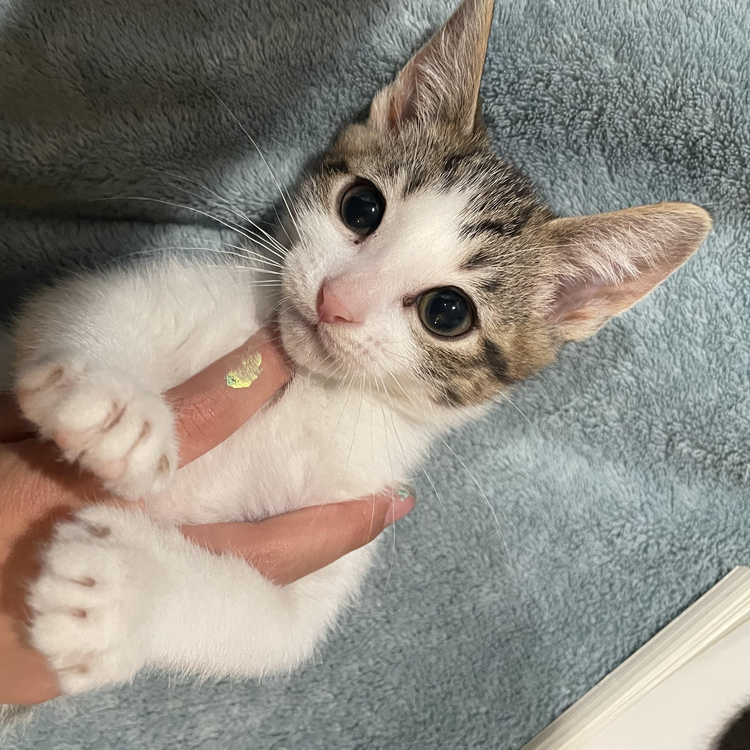Mochi, ADOPTABLE, Kitten Female Domestic Short Hair.