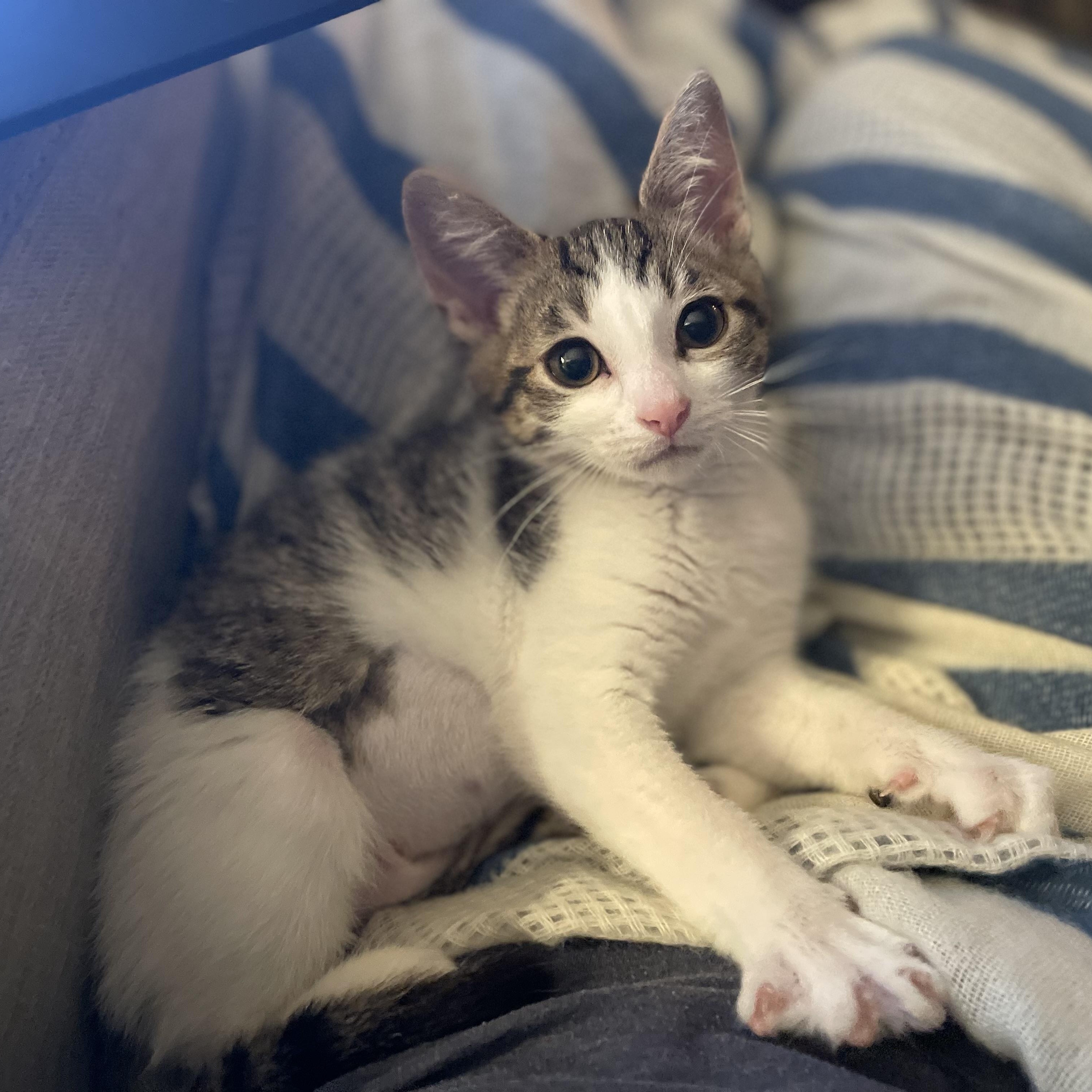 Enlarge Mochi, a ADOPTABLE Domestic Short Hair in Haddon Heights, NJ image 3/6