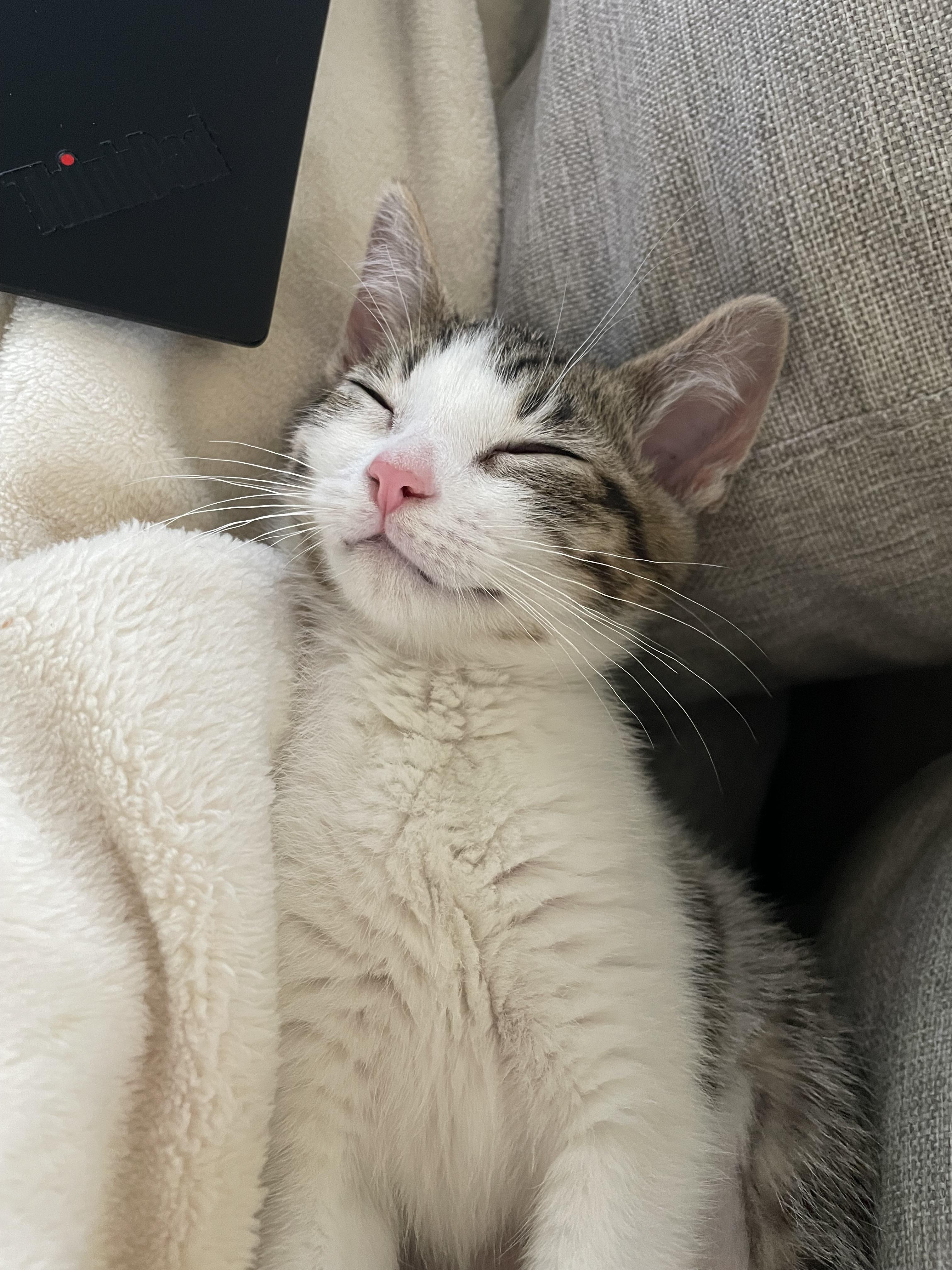 Enlarge Mochi, a ADOPTABLE Domestic Short Hair in Haddon Heights, NJ image 2/6