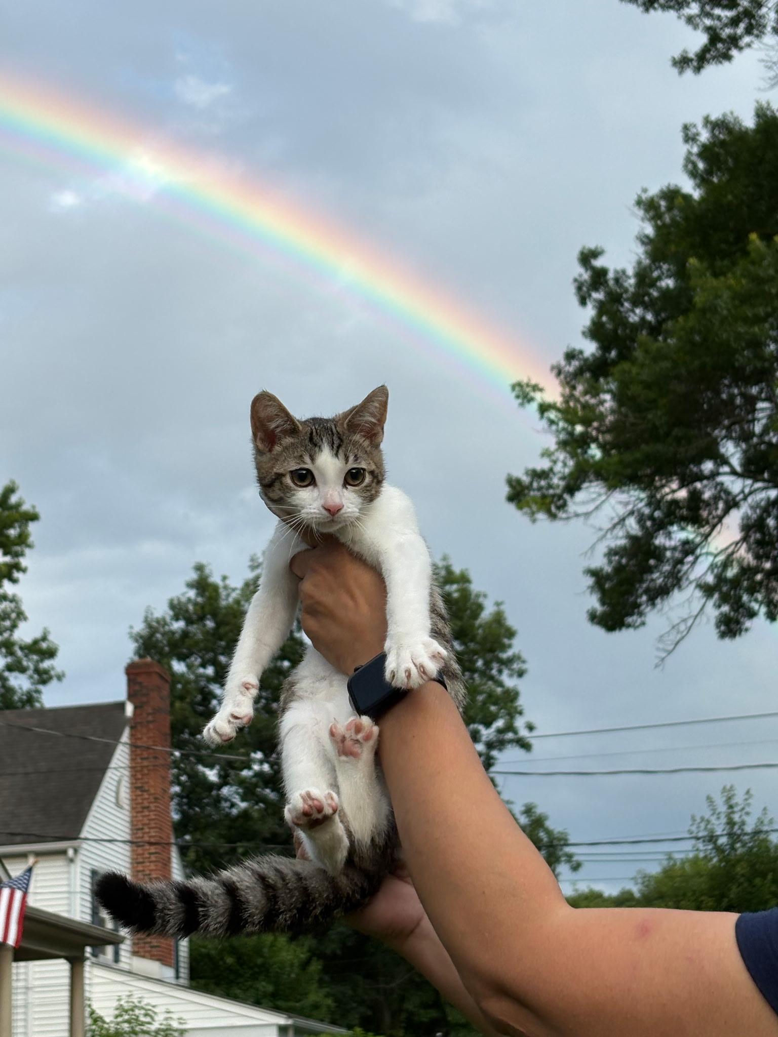 Enlarge Mochi, a ADOPTABLE Domestic Short Hair in Haddon Heights, NJ image 4/4