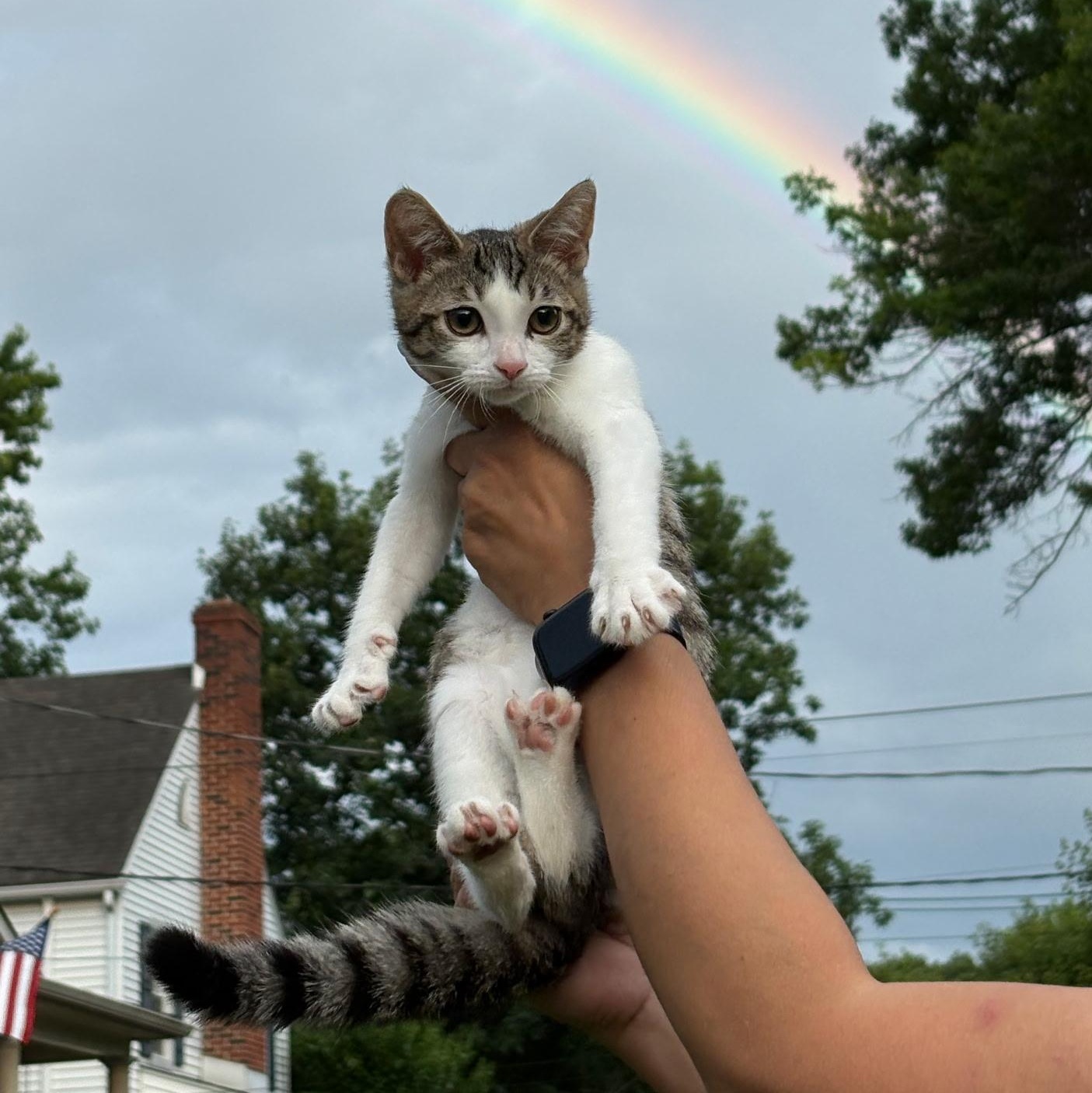 Enlarge Mochi (loves dogs), a ADOPTABLE Domestic Short Hair in Haddon Heights, NJ image 5/6