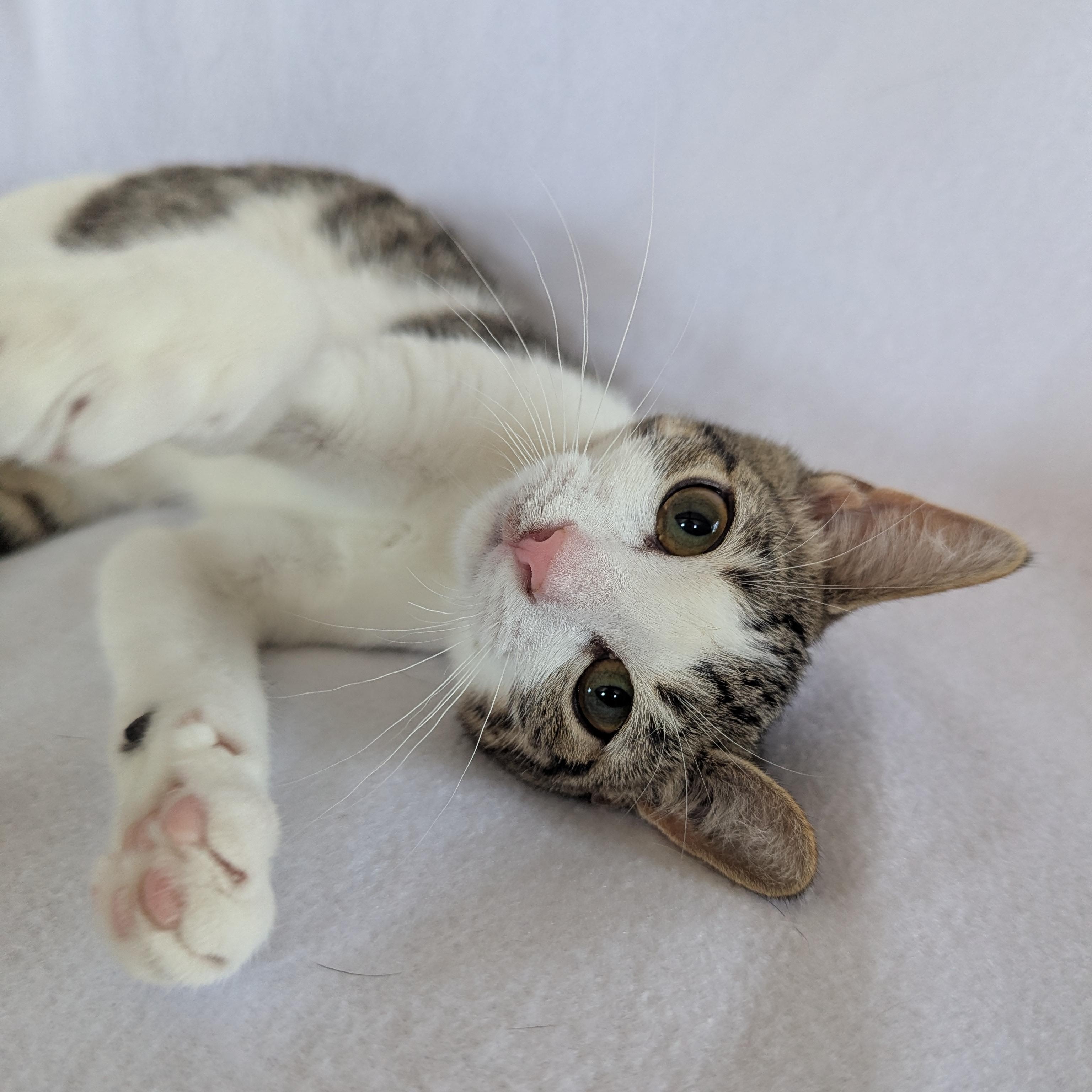 Enlarge Mochi (loves dogs), a ADOPTABLE Domestic Short Hair in Haddon Heights, NJ image 6/6