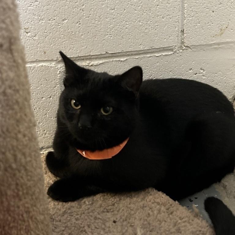 Roscoe, Adoptable, Adult Male Domestic Short Hair.