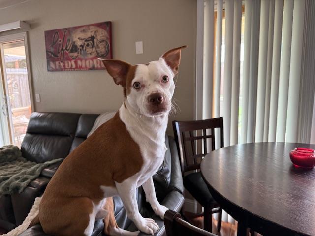 Enlarge Duke, a ADOPTABLE mixed breed in Walnut Creek, CA image 6/6