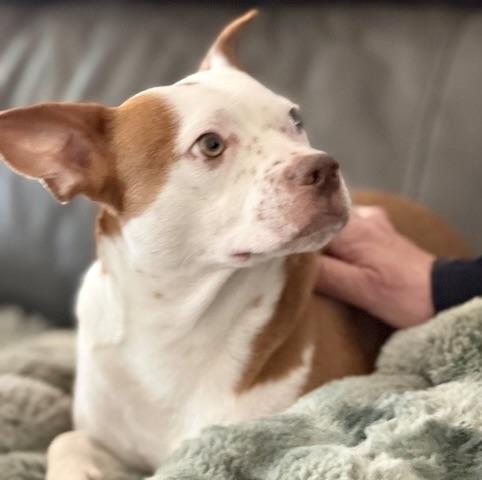 Enlarge Duke, a ADOPTABLE mixed breed in Walnut Creek, CA image 3/6