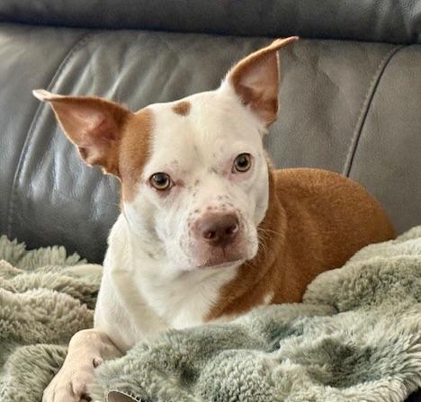 Enlarge Duke, a ADOPTABLE mixed breed in Walnut Creek, CA image 4/6