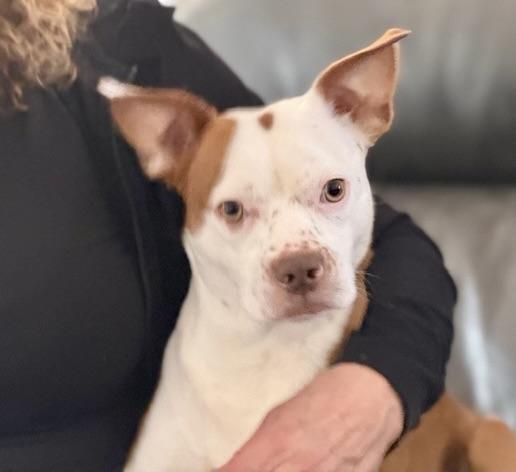 Enlarge Duke, a ADOPTABLE mixed breed in Walnut Creek, CA image 5/6