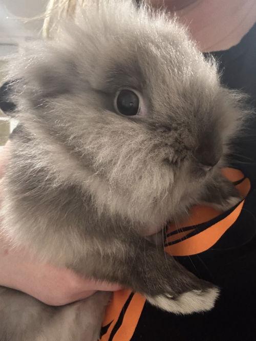 Benny, a ADOPTABLE Lionhead in Mount Royal, NJ image 4/4