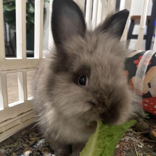 Benny, a ADOPTABLE Lionhead in Mount Royal, NJ image 1/4