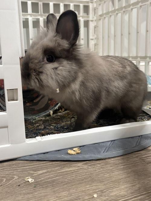 Benny, a ADOPTABLE Lionhead in Mount Royal, NJ image 2/4