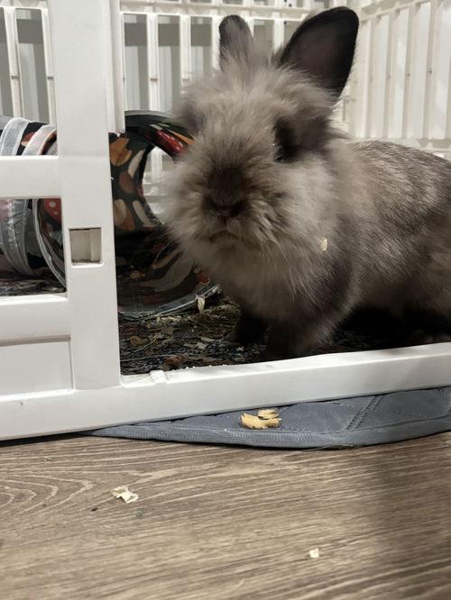 Benny, a ADOPTABLE Lionhead in Mount Royal, NJ image 3/4