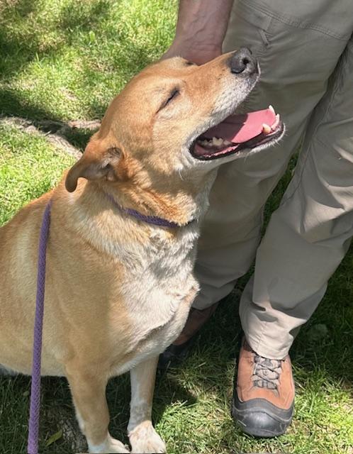 Candy, adoptable, Adult Female Yellow Labrador Retriever.