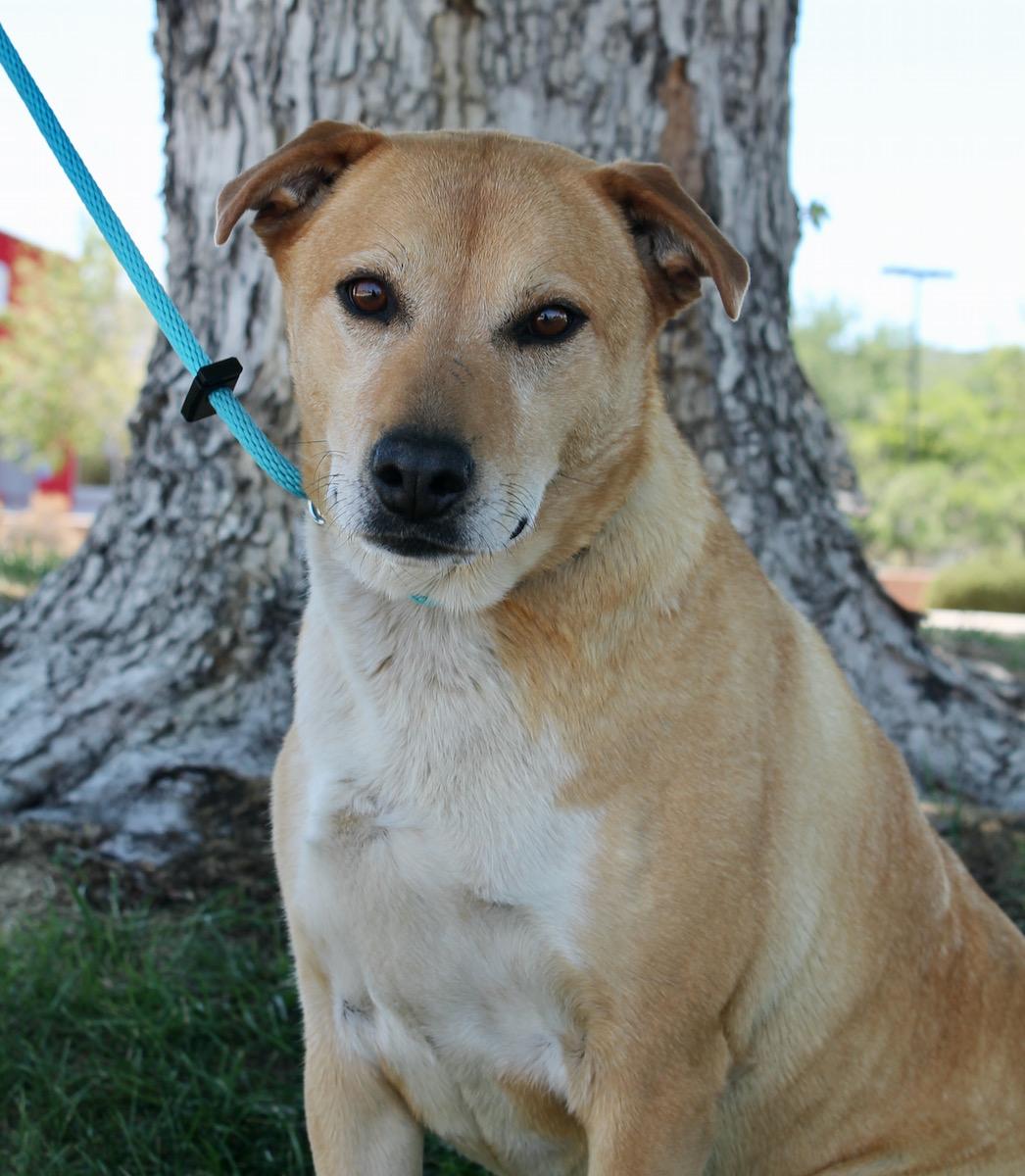 Candy, an adoptable mixed breed in Albuquerque, NM image 4/6