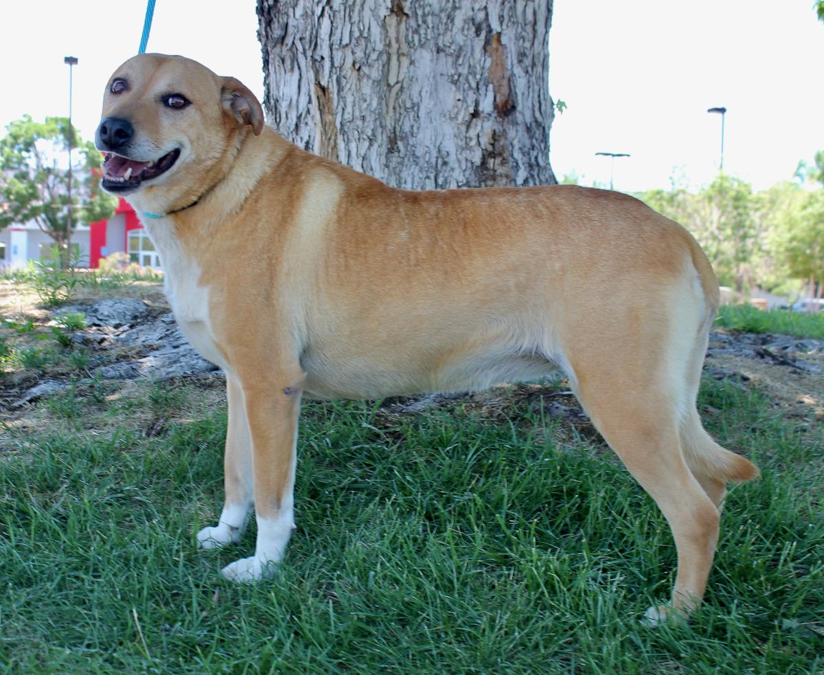 Candy, an adoptable mixed breed in Albuquerque, NM image 2/6