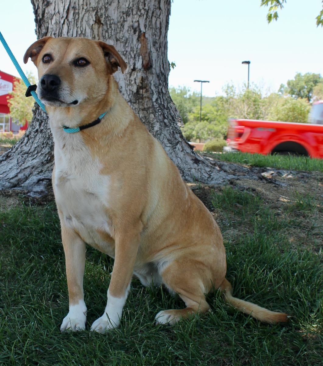 Candy, an adoptable mixed breed in Albuquerque, NM image 5/6