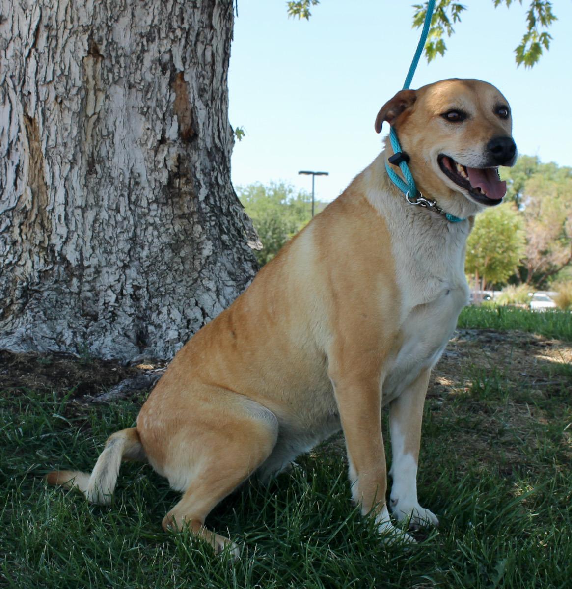 Candy, an adoptable mixed breed in Albuquerque, NM image 6/6