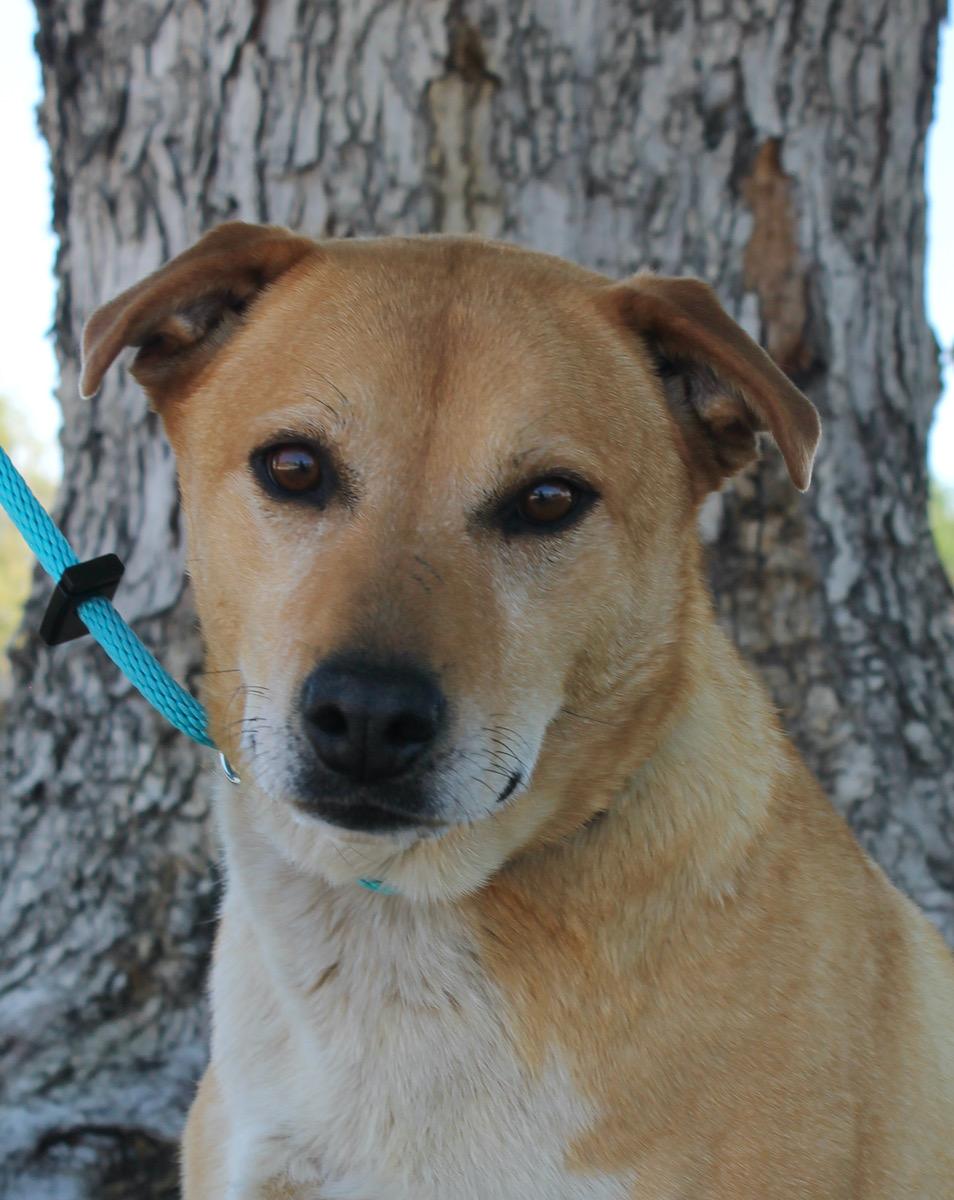 Candy, an adoptable mixed breed in Albuquerque, NM image 3/6