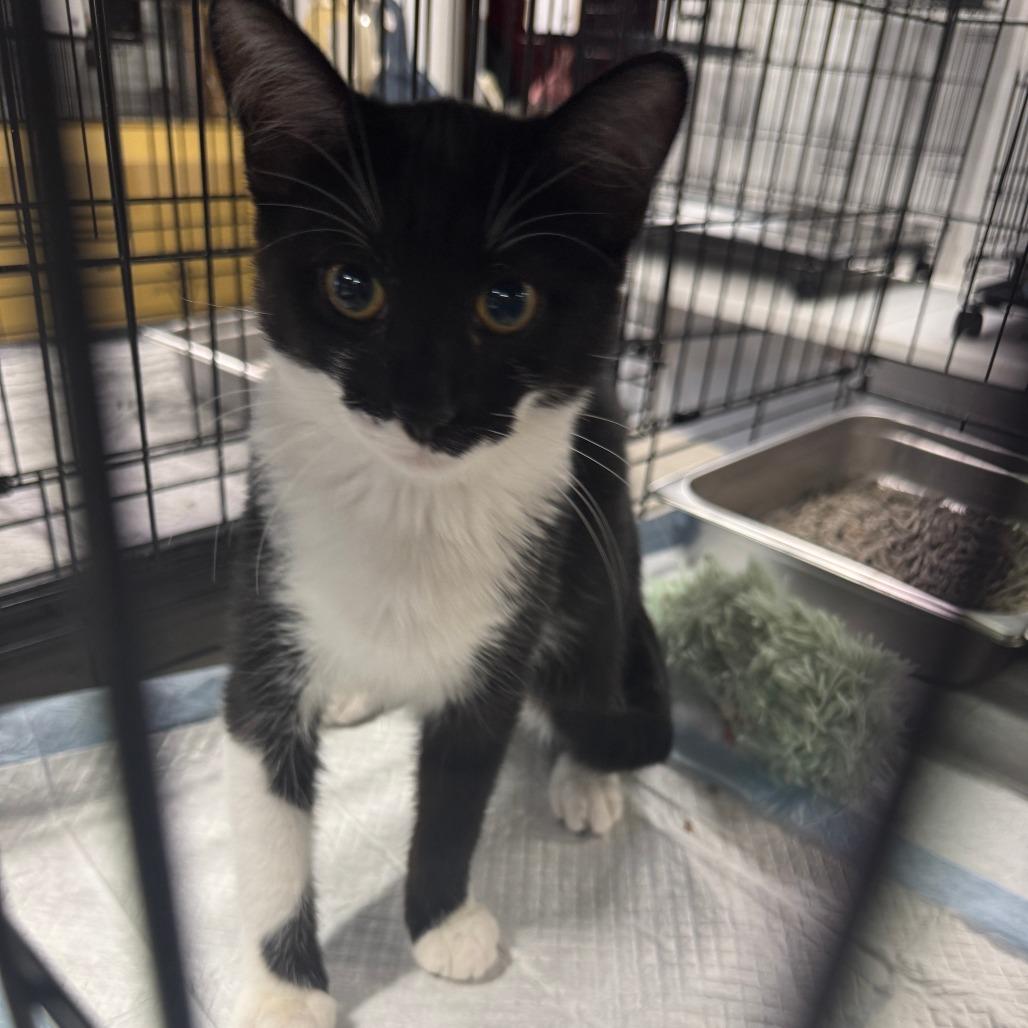 Cinnamon ARC2025-284, a Adoptable Domestic Short Hair in Akron, NY image 2/2