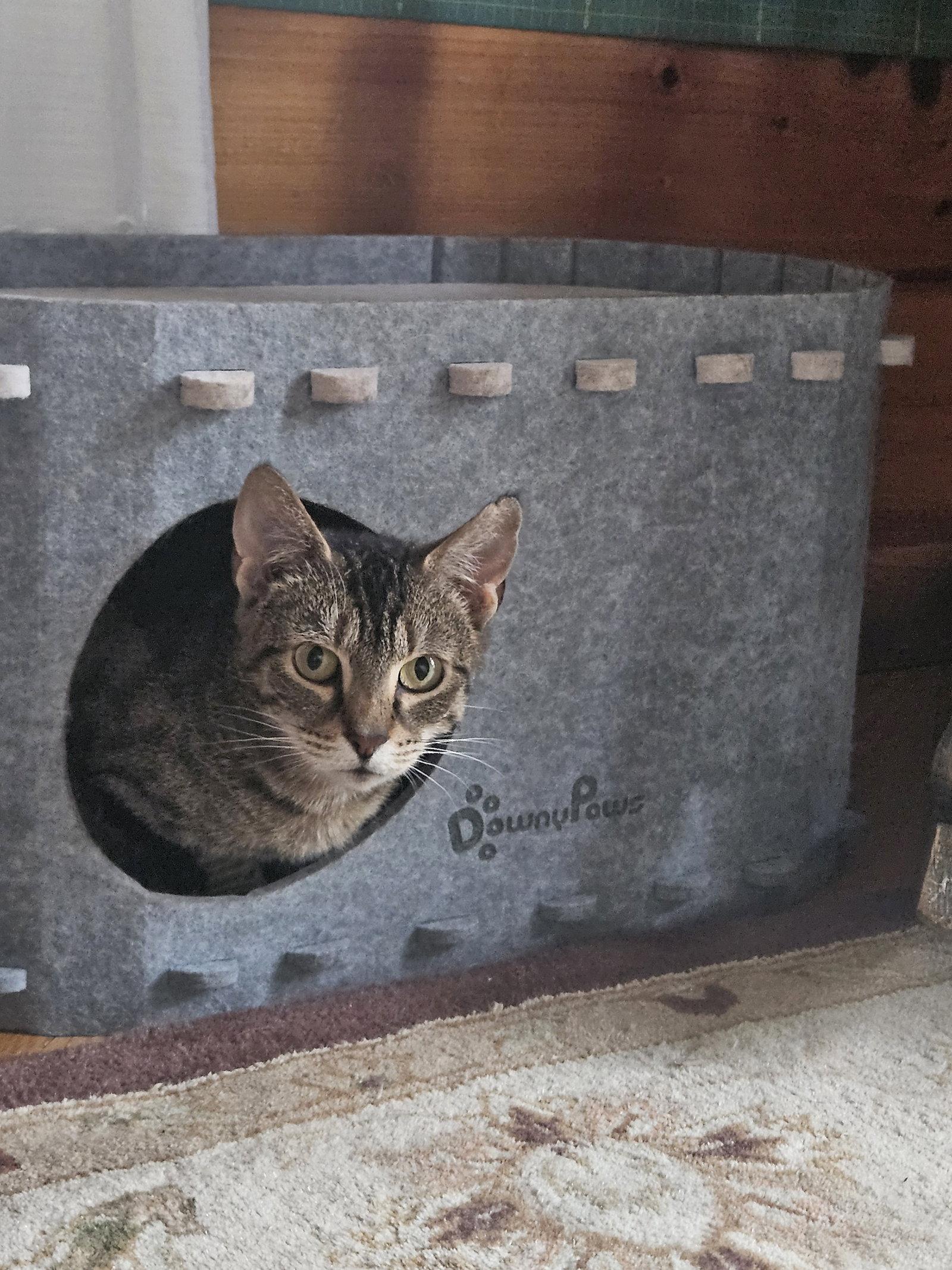 Poppy 2, Adoptable, Adult Female Domestic Short Hair.