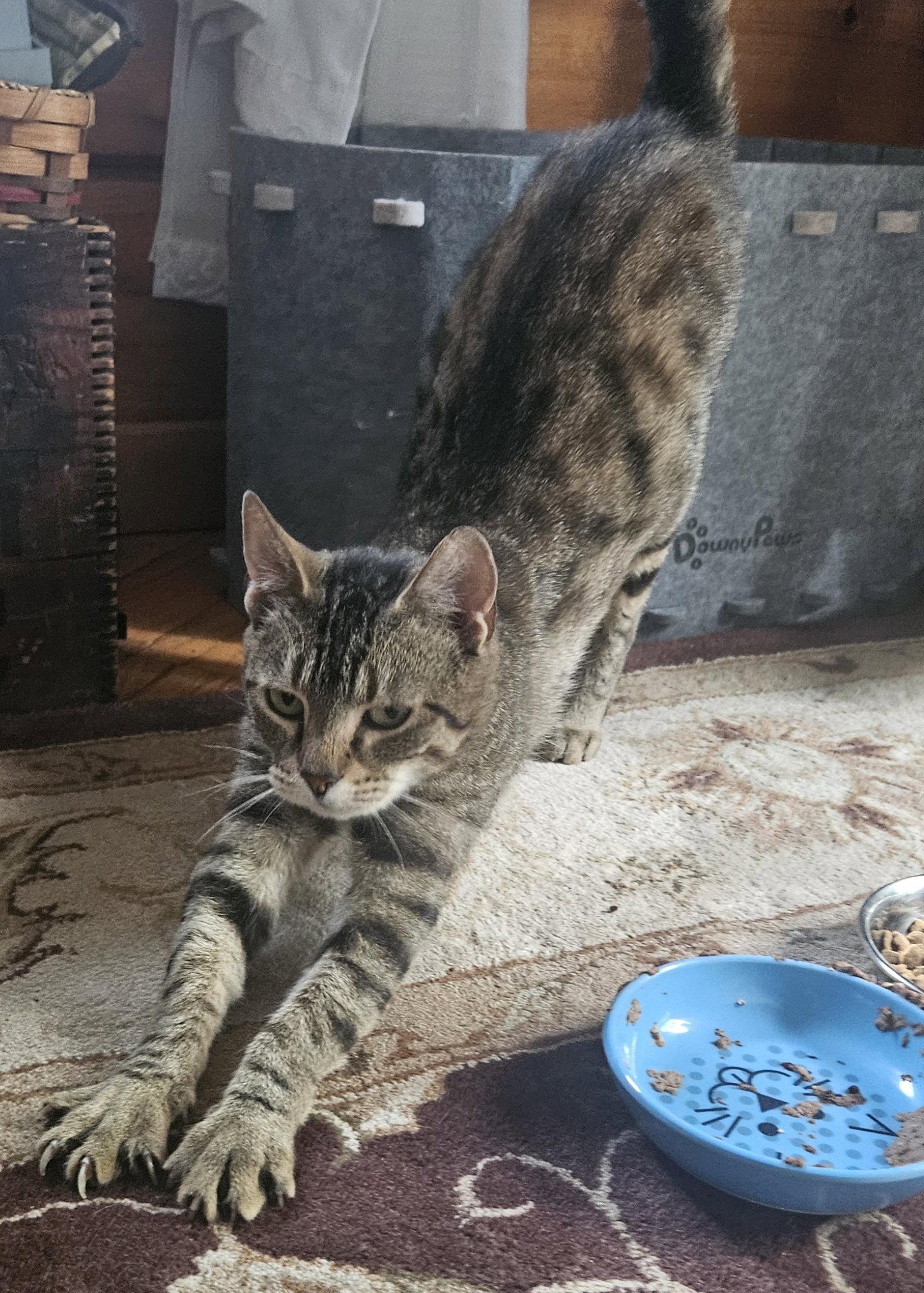 Poppy 2, a Adoptable Domestic Short Hair in Blairsville, GA image 2/2