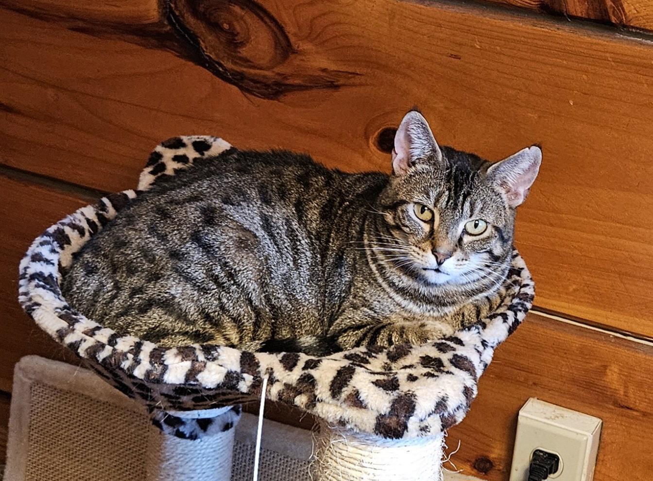 Enlarge Poppy 2, a Adoptable Domestic Short Hair in Blairsville, GA image 1/3