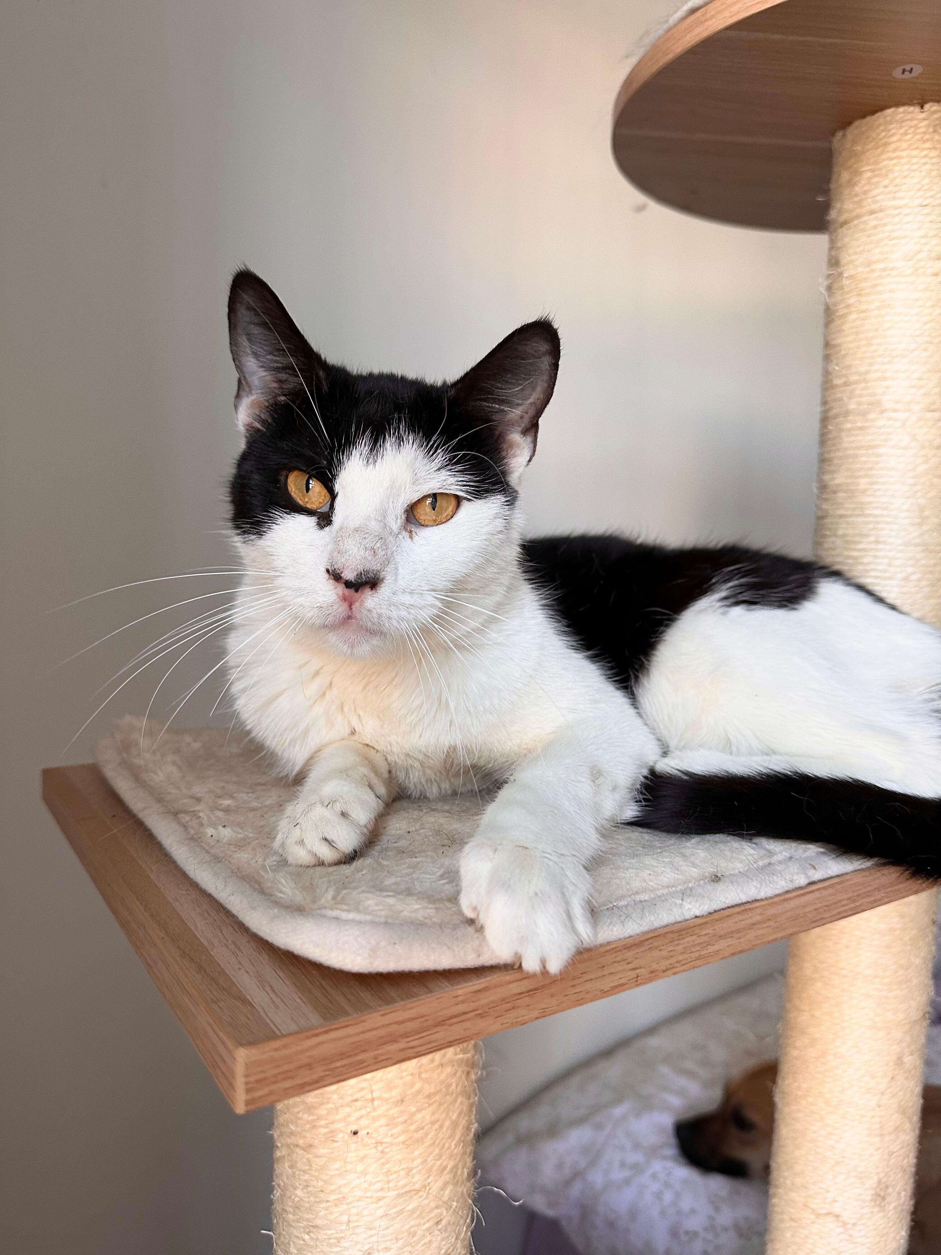 Enlarge RAMEN, a Adoptable Domestic Short Hair in New York, NY image 1/2