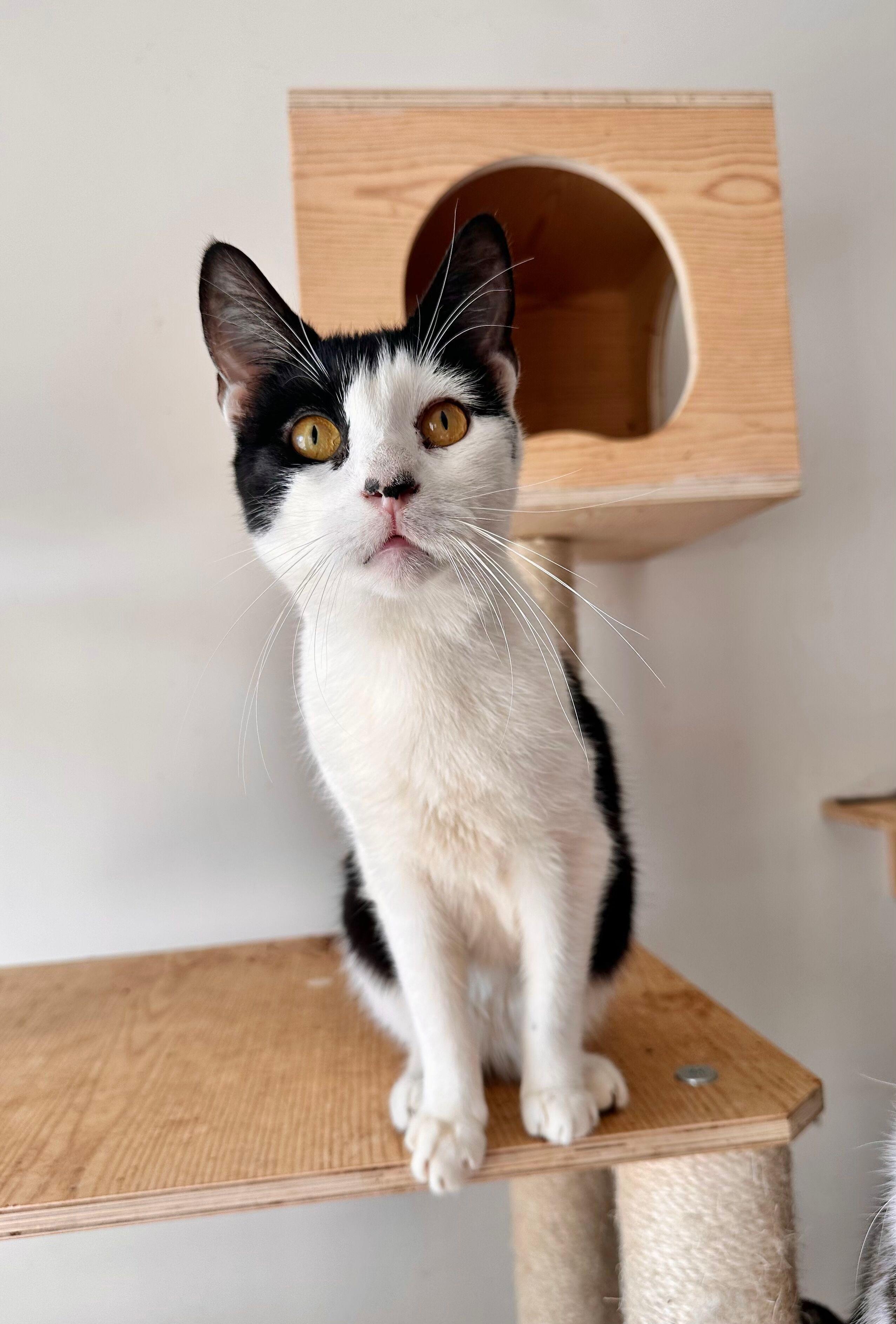 Enlarge RAMEN, a Adoptable Domestic Short Hair in New York, NY image 2/2