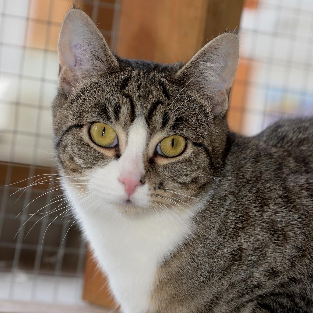 Enlarge Rosie, a Adoptable Domestic Short Hair in Chilliwack, BC image 1/2