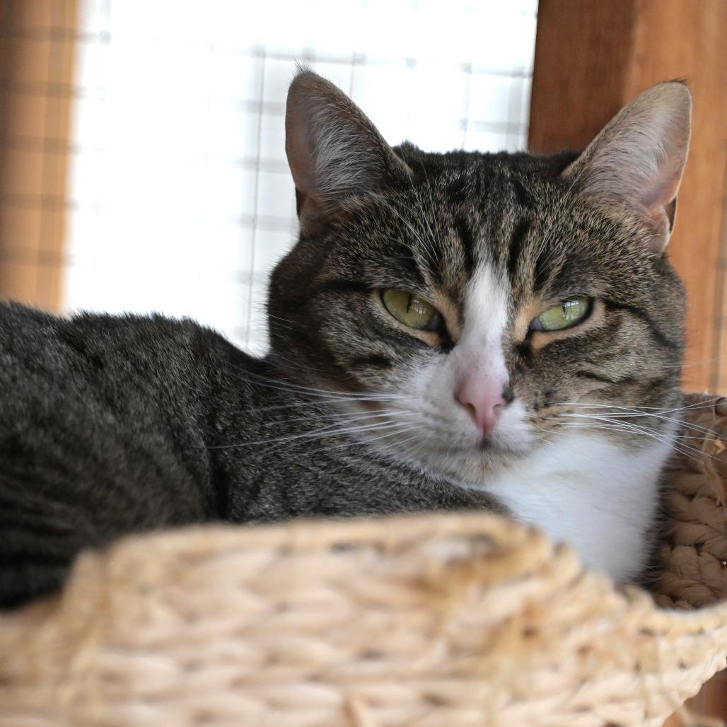 Enlarge Rosie, a Adoptable Domestic Short Hair in Chilliwack, BC image 1/1