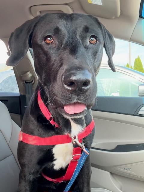 Boone, a ADOPTABLE mixed breed in Elgin, IL image 1/3