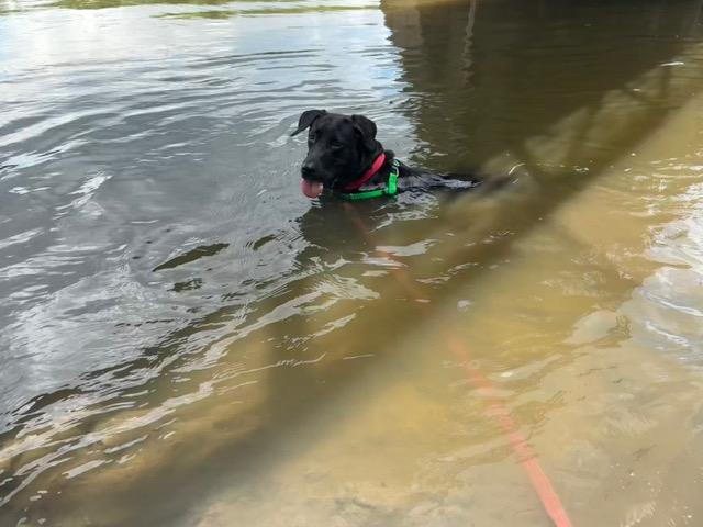 Boone, a ADOPTABLE mixed breed in Elgin, IL image 2/3