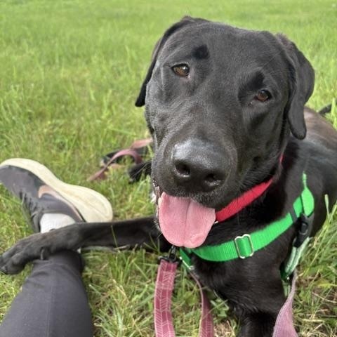 Boone, a ADOPTABLE mixed breed in Elgin, IL image 3/3