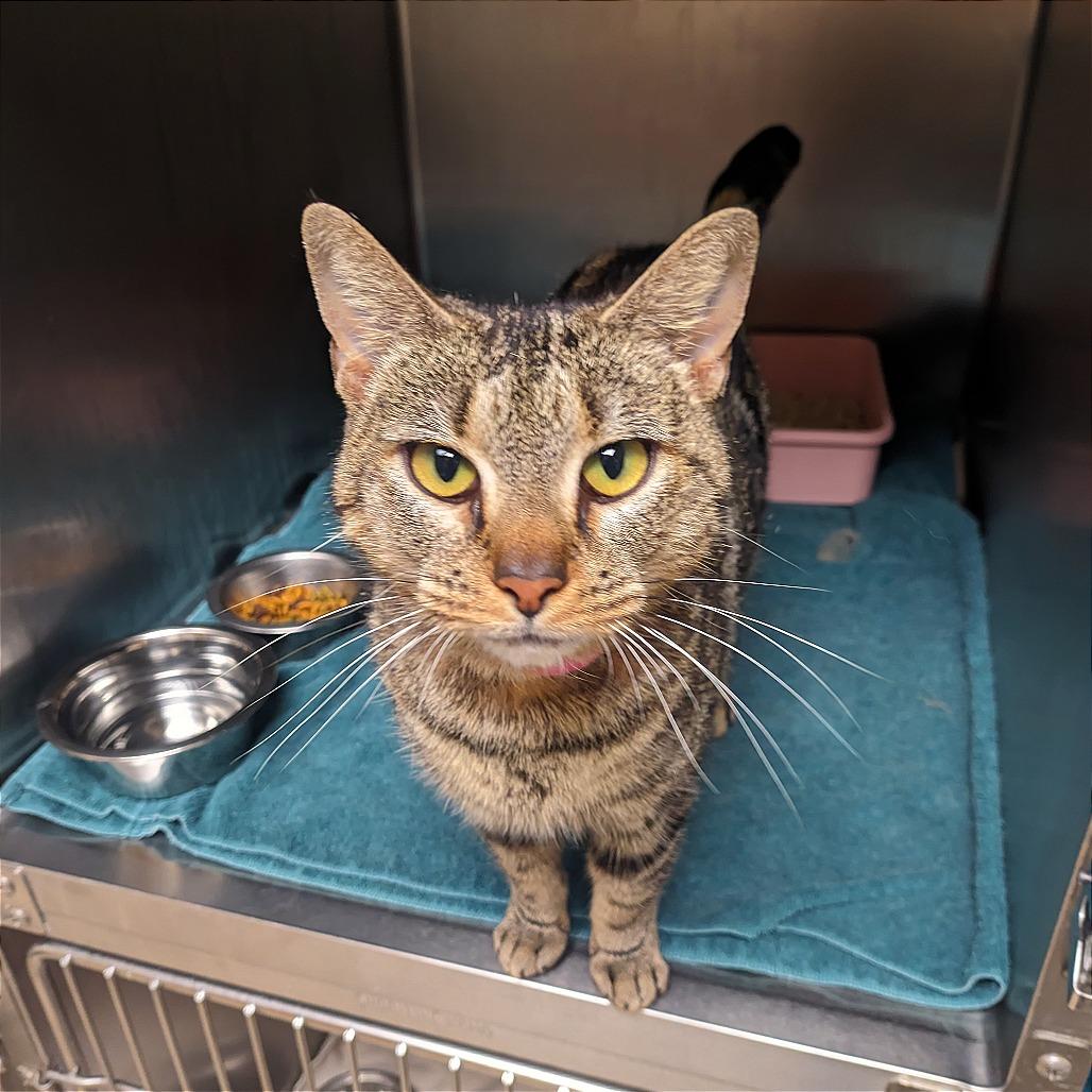 Raja, Adoptable, Adult Female Domestic Short Hair.