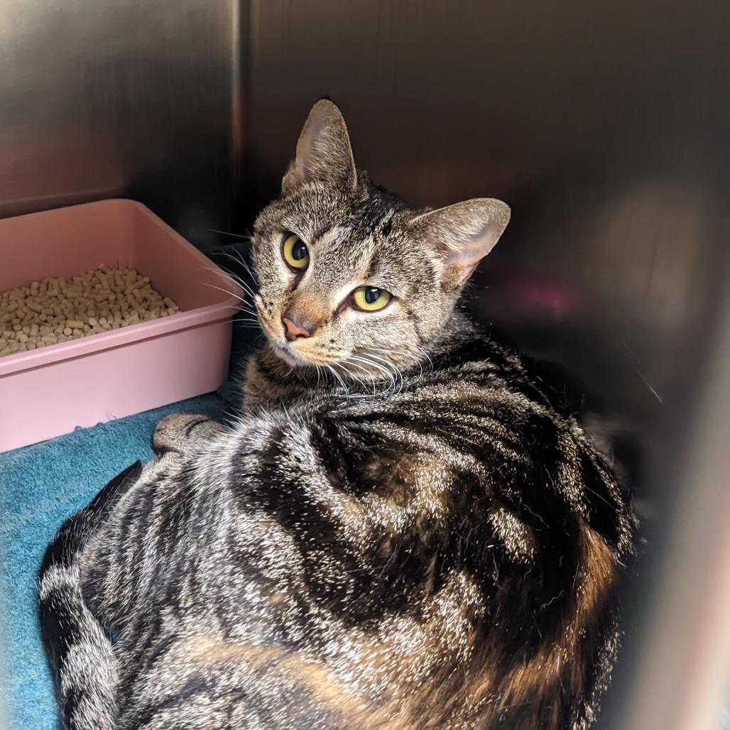 Enlarge Raja, a Adoptable Domestic Short Hair in Auburn, AL image 2/6