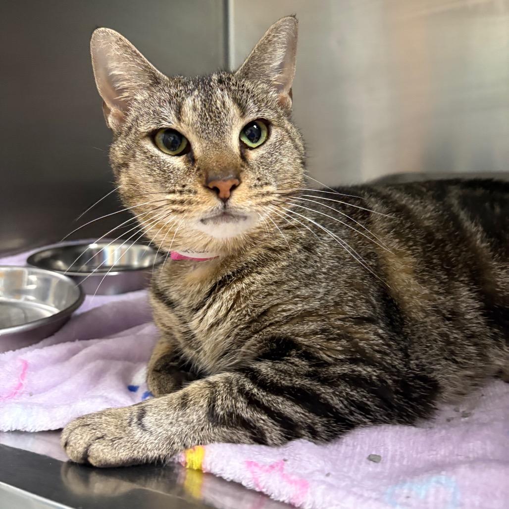 Enlarge Raja, a Adoptable Domestic Short Hair in Auburn, AL image 3/6